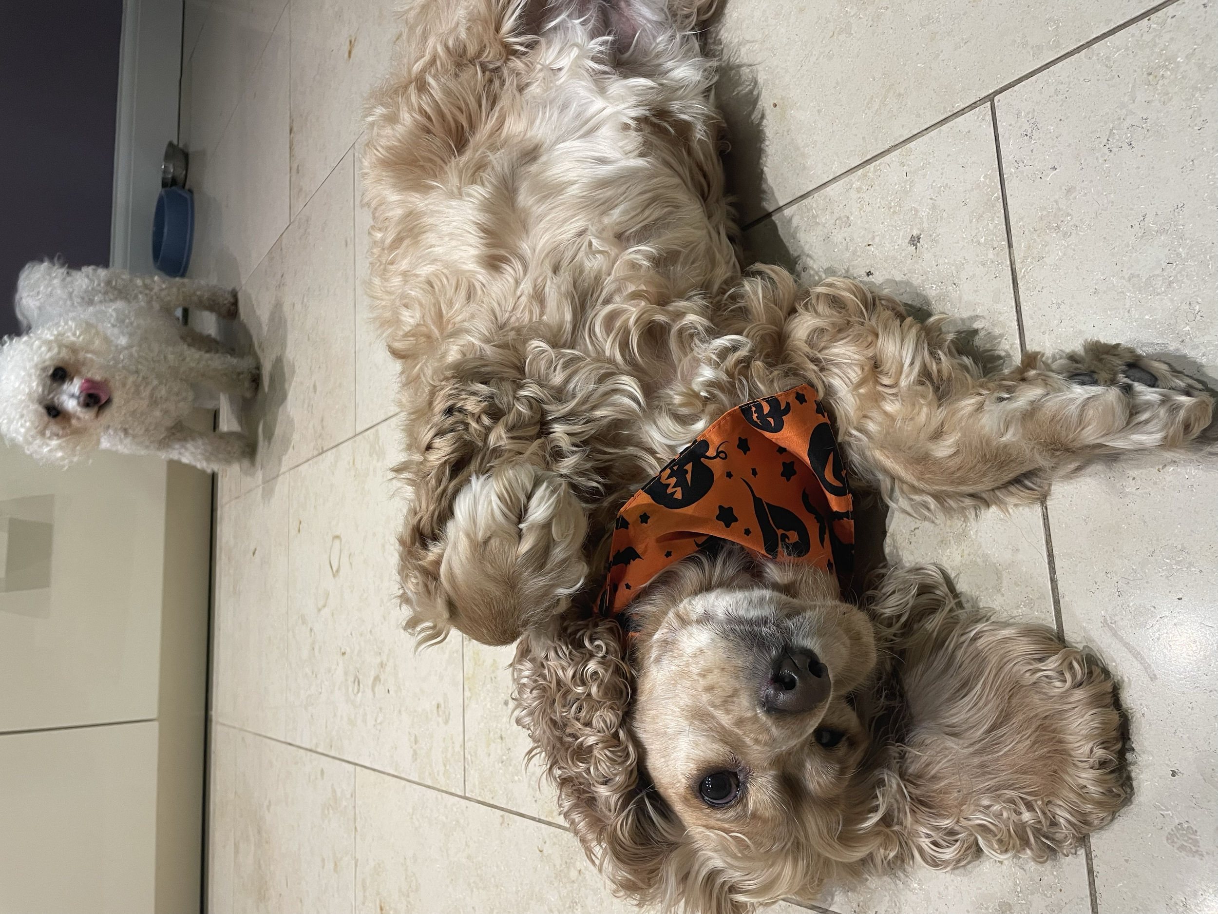 Three dogs on a tiled floor. One dog is lying down wearing a Halloween-themed bandana, and the other two are standing at a distance, one of them with a pink tongue out.