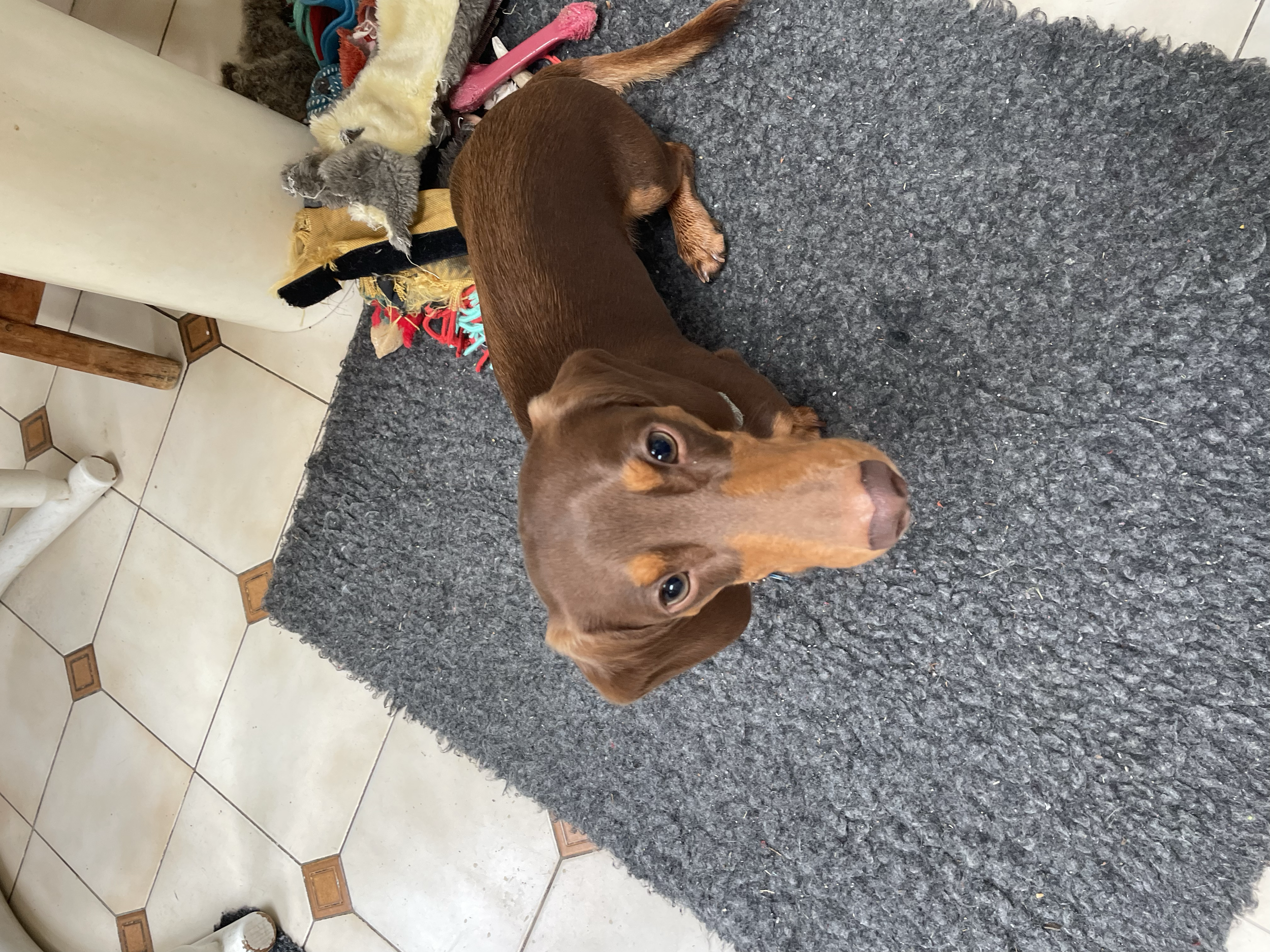 A brown dachshund puppy lying on a dark gray carpet, looking up with blue eyes.