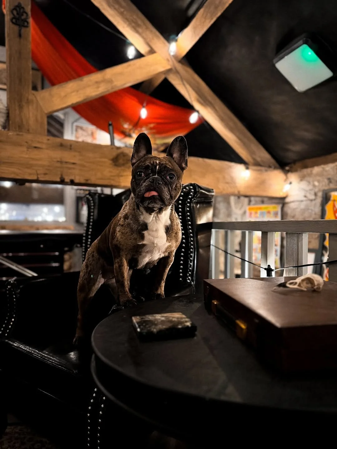 A brindle French Bulldog sitting on a black leather chair at a round table in a rustic indoor setting with wood beams and string lights.