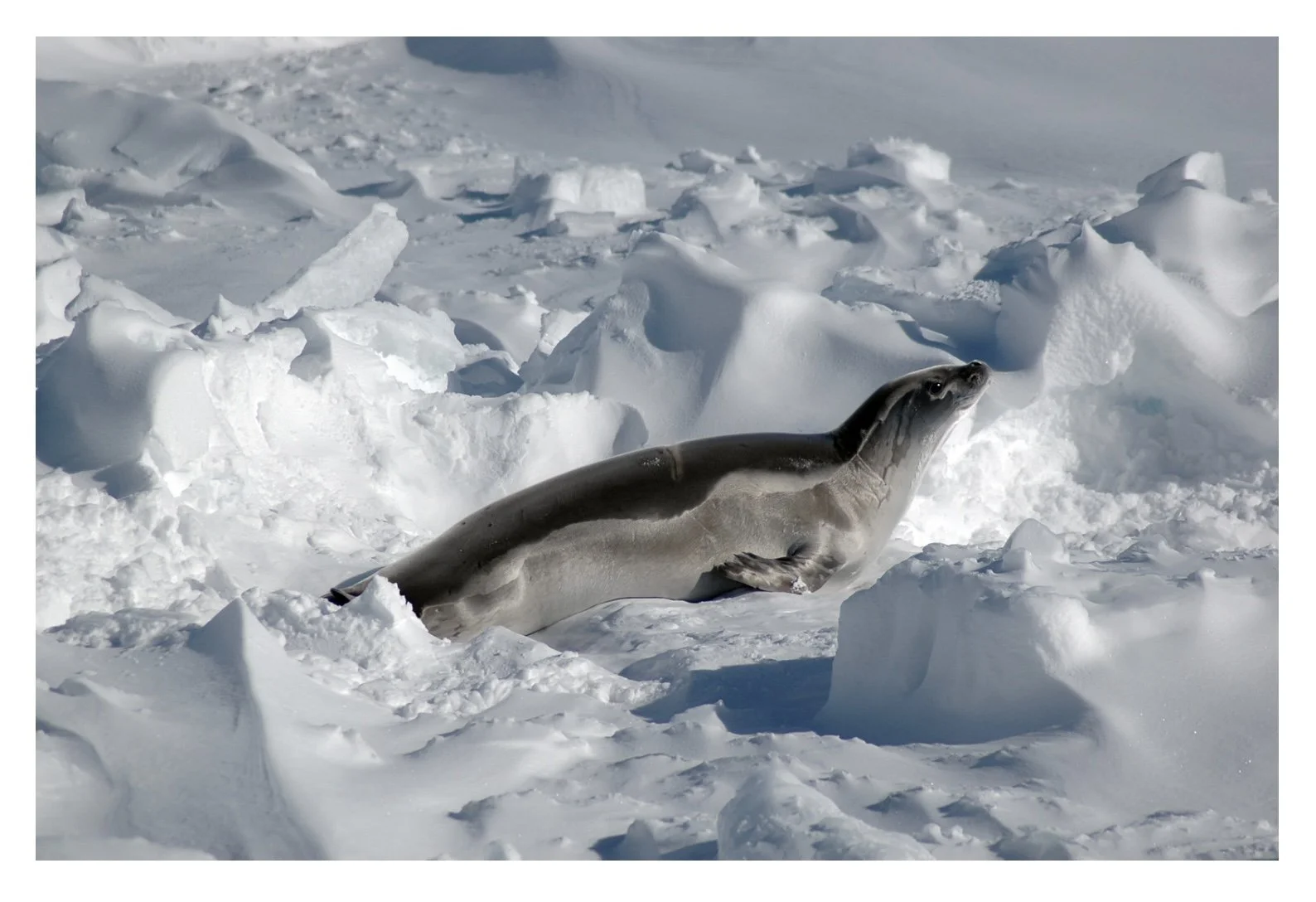 A Crabeater seal laying in the sun on the Antarctic ice.