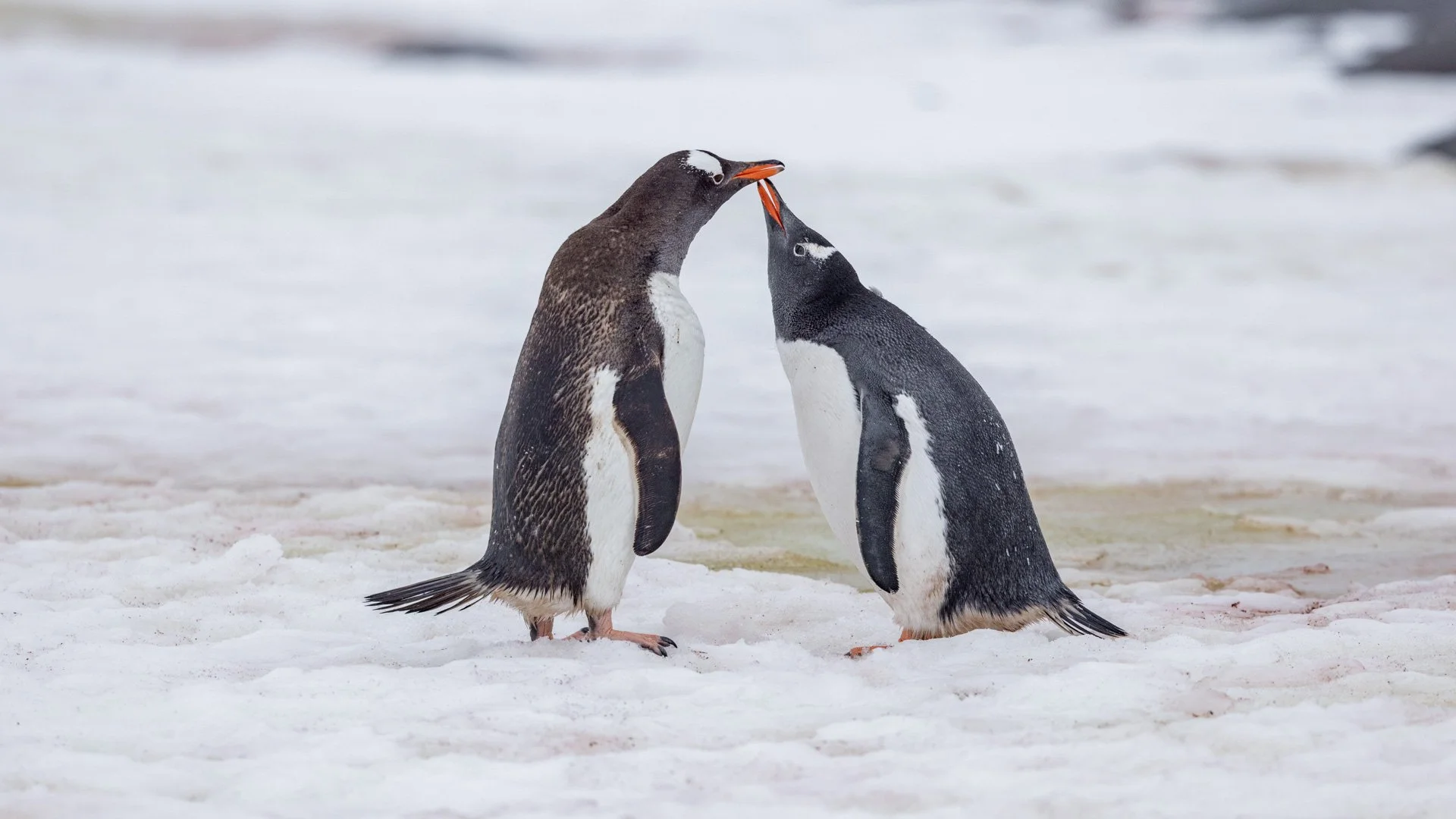 Antarctica Wildlife: What Animals You’ll See and When