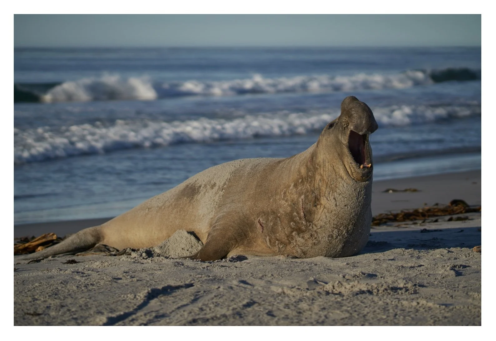 A Southern Elephant seal on the beach.