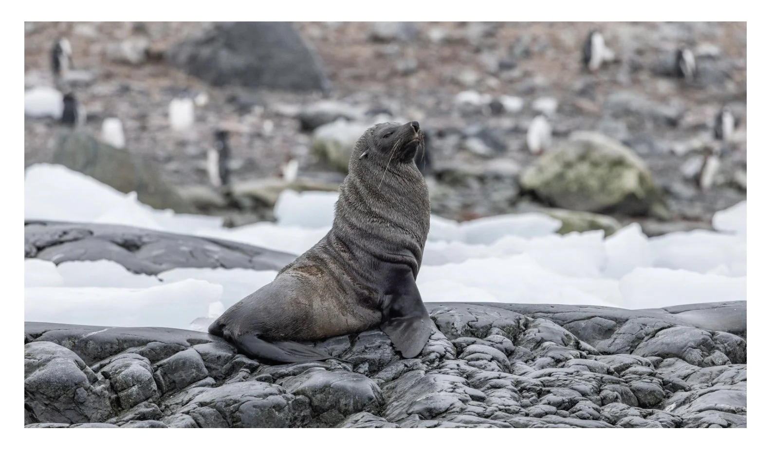 A majestic Antarctic fur seal sitting on the rocks with penguins in the background.