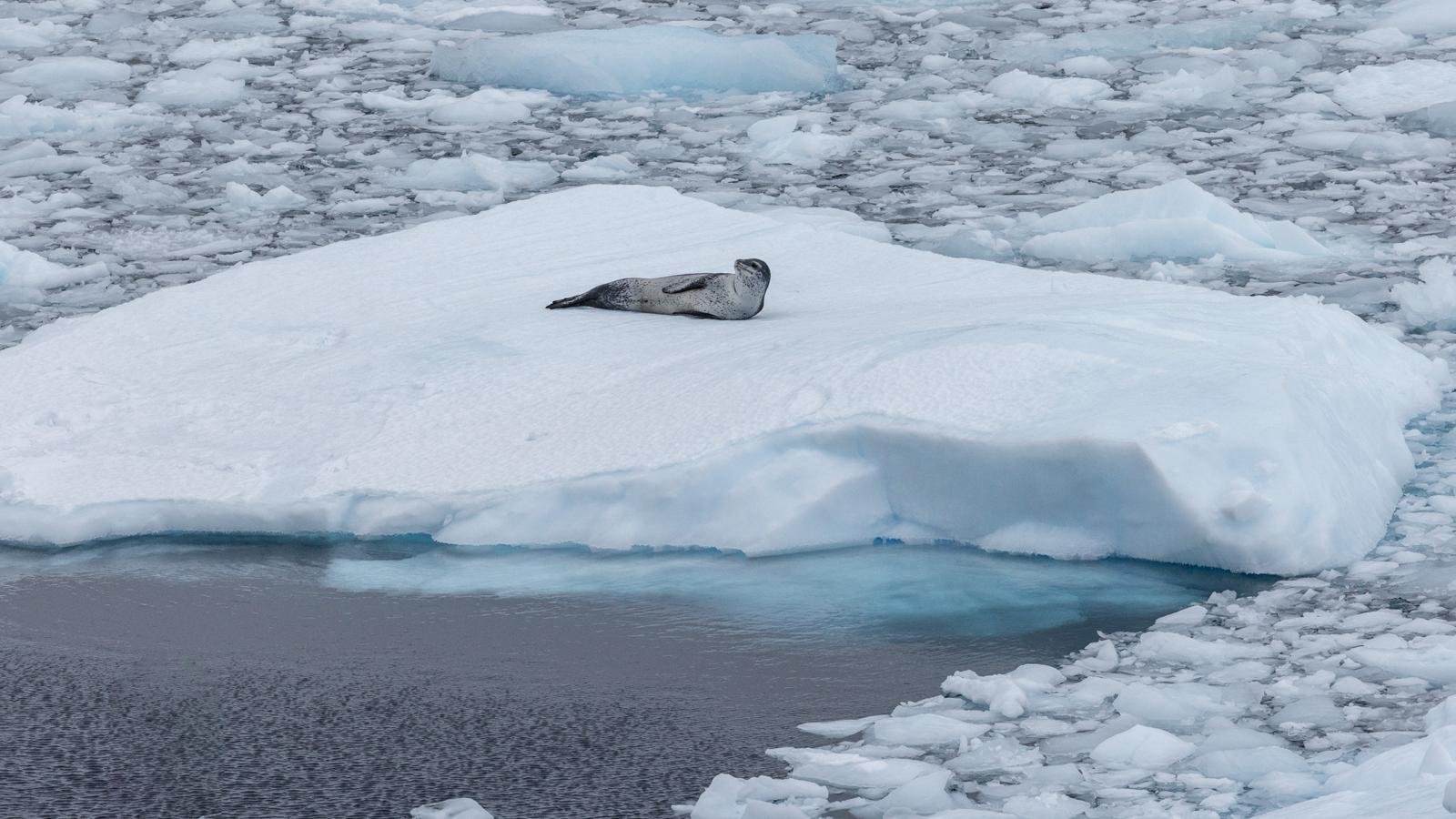 Leopard seal lying on an Antarctic ice floe surrounded by cold polar waters.