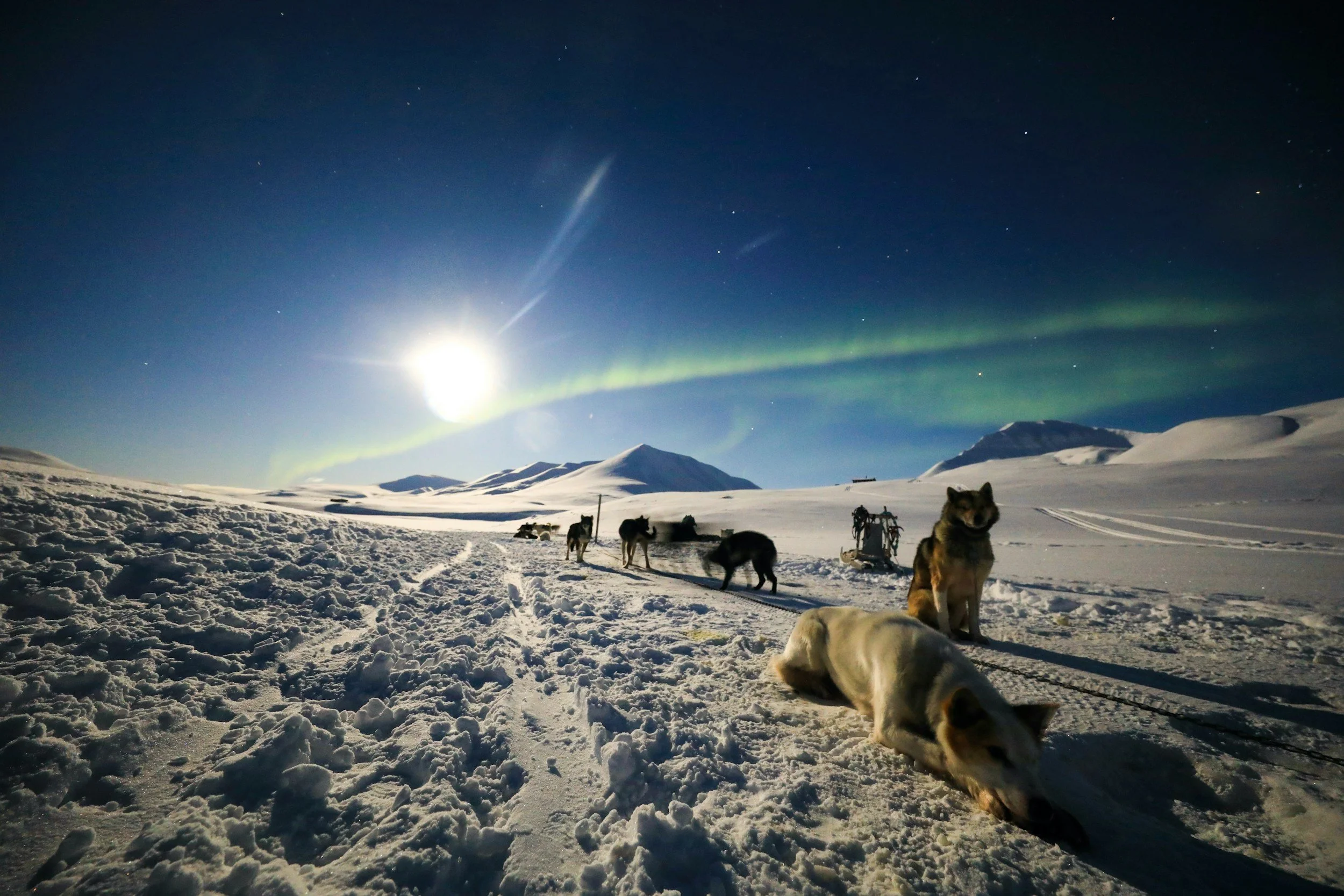 Huskies resting in the snow on a bright Arctic day in Svalbard, with mountains and soft green auroras in the background.