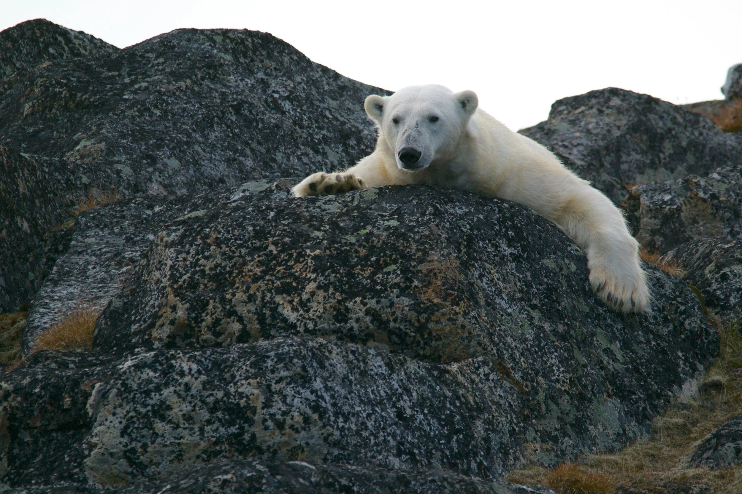 Polar bear lying on mossy Arctic rocks in Svalbard, stretching across the boulders in soft daylight.