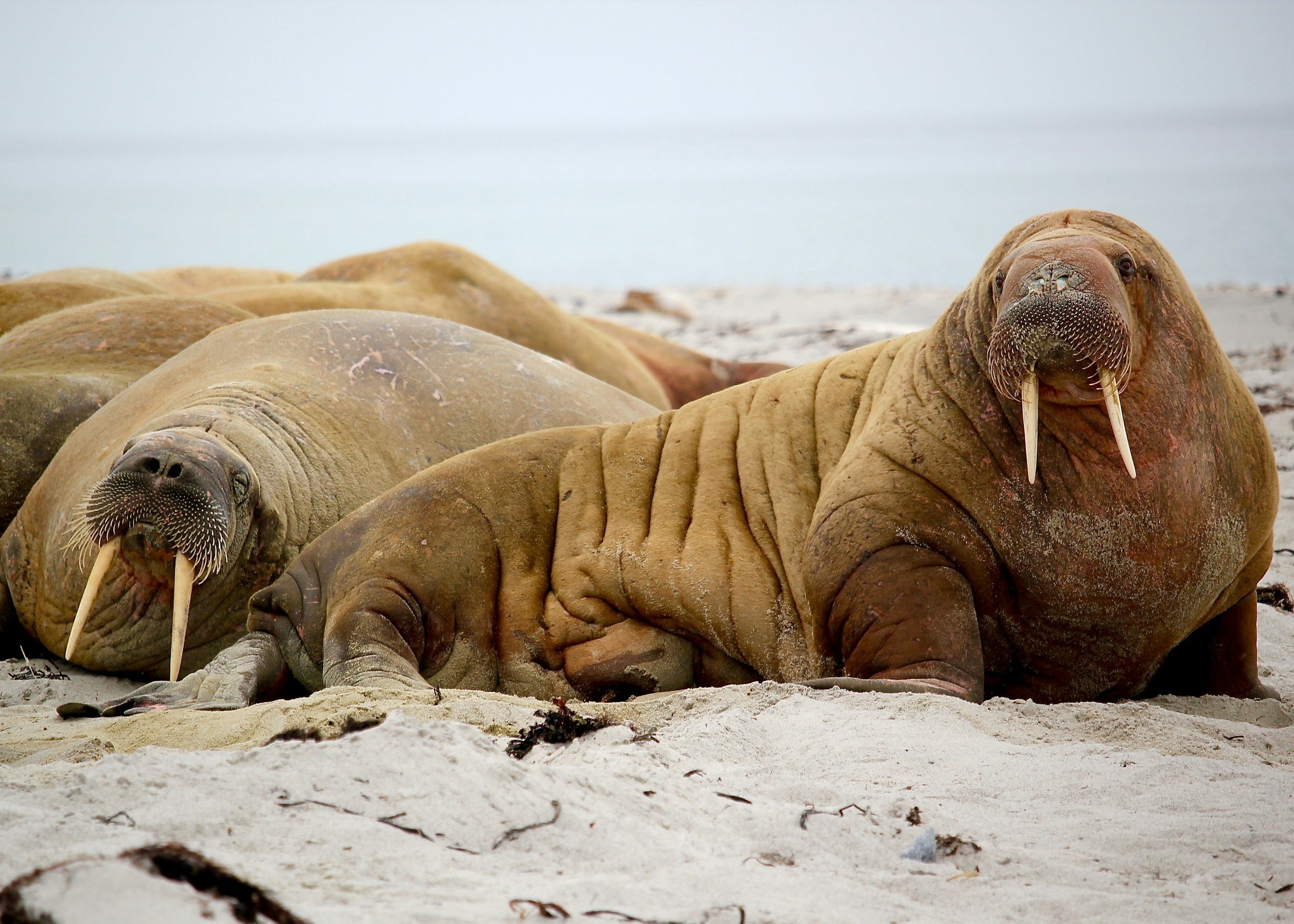 A group of walruses lies on a sandy Svalbard shoreline, displaying their long tusks and characteristic wrinkled skin.