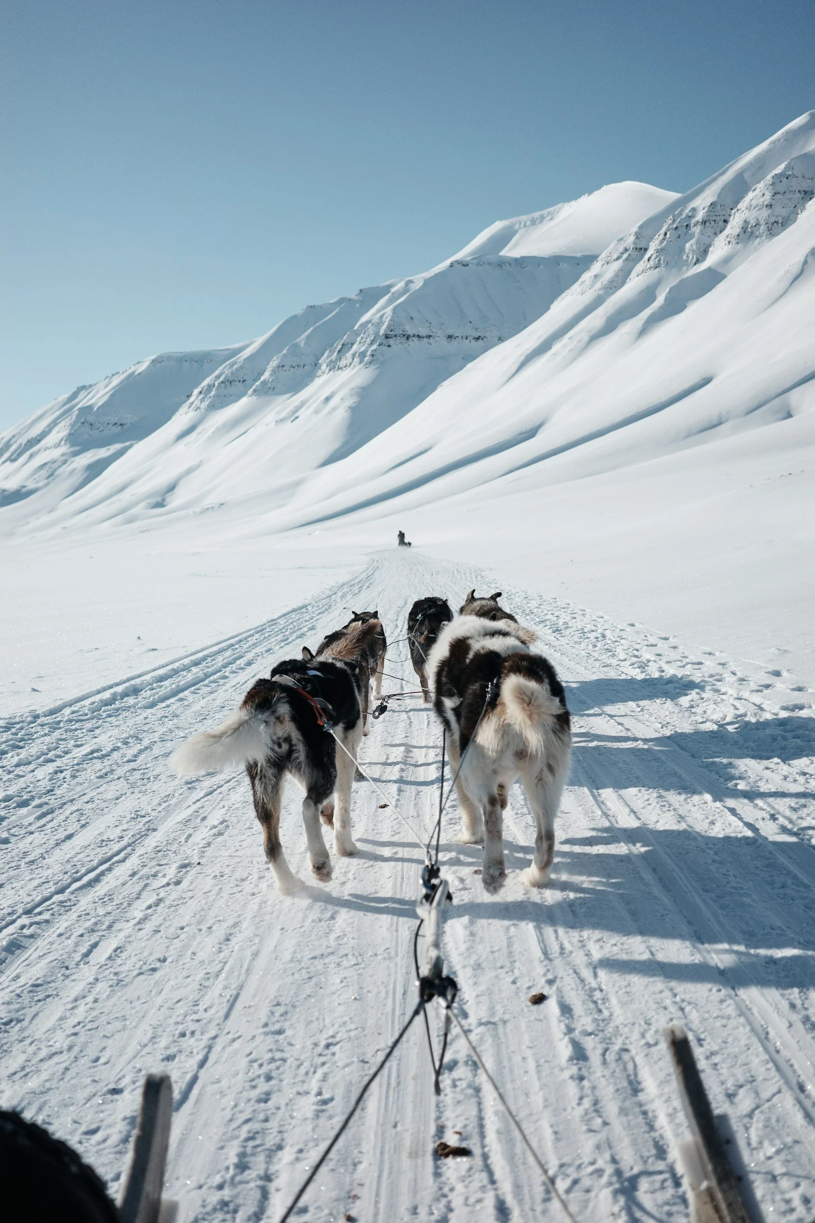 Husky team pulling a sled across a snowy trail in Svalbard on a clear winter day.