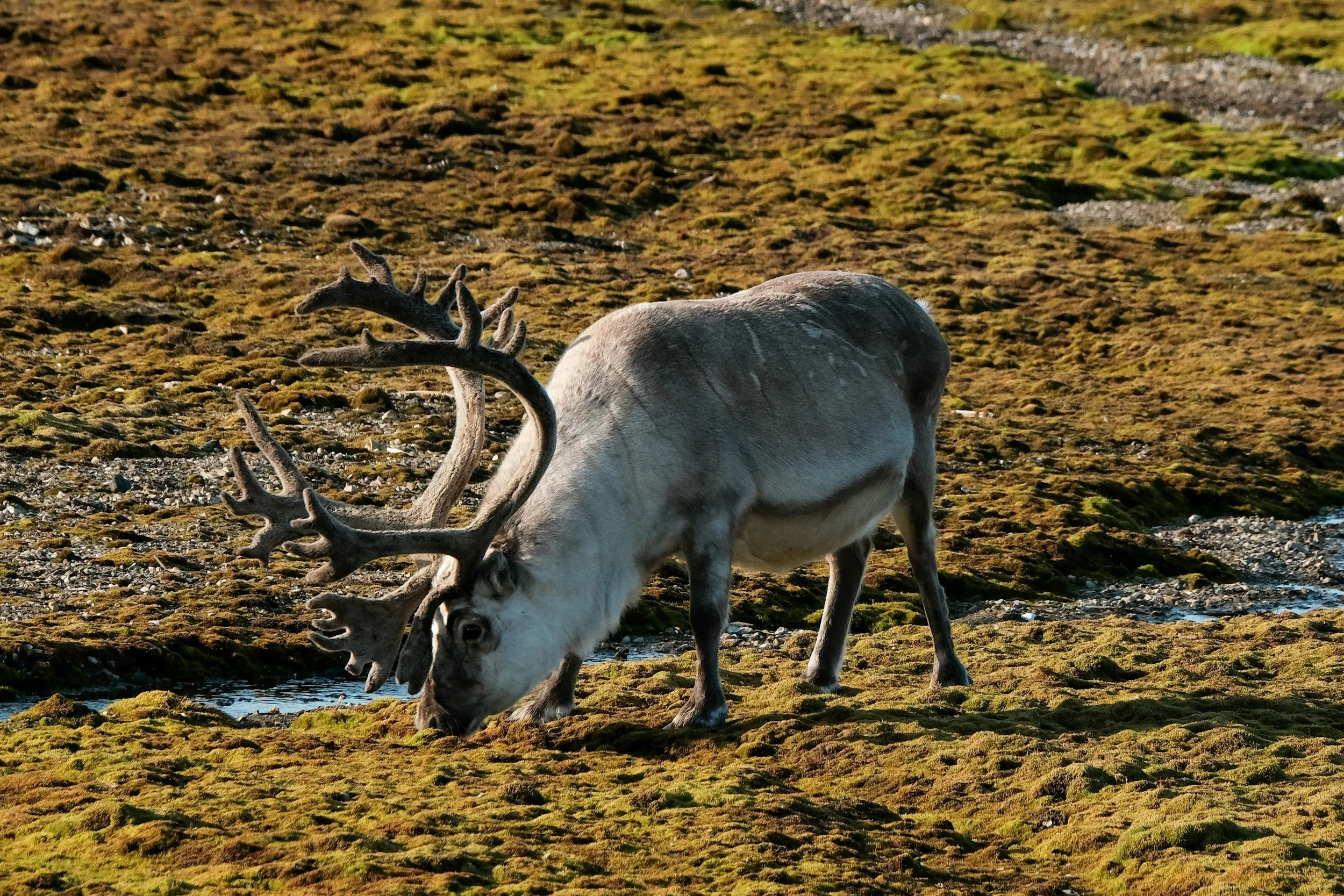 Svalbard reindeer grazing on summer tundra, showing its short legs, stocky body and distinctive antlers.