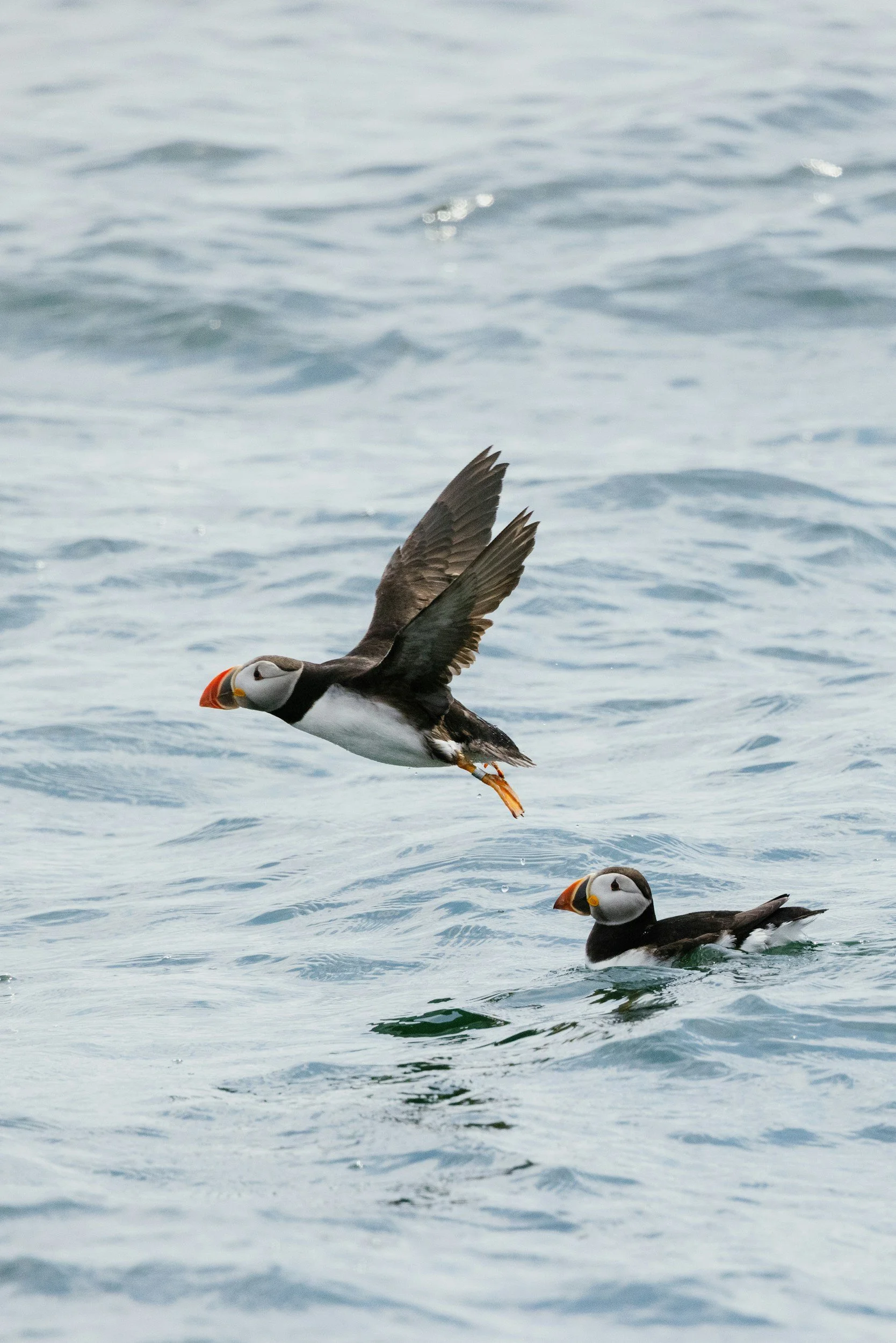 Puffins in Svalbard, one flying above the water while another floats on the surface.