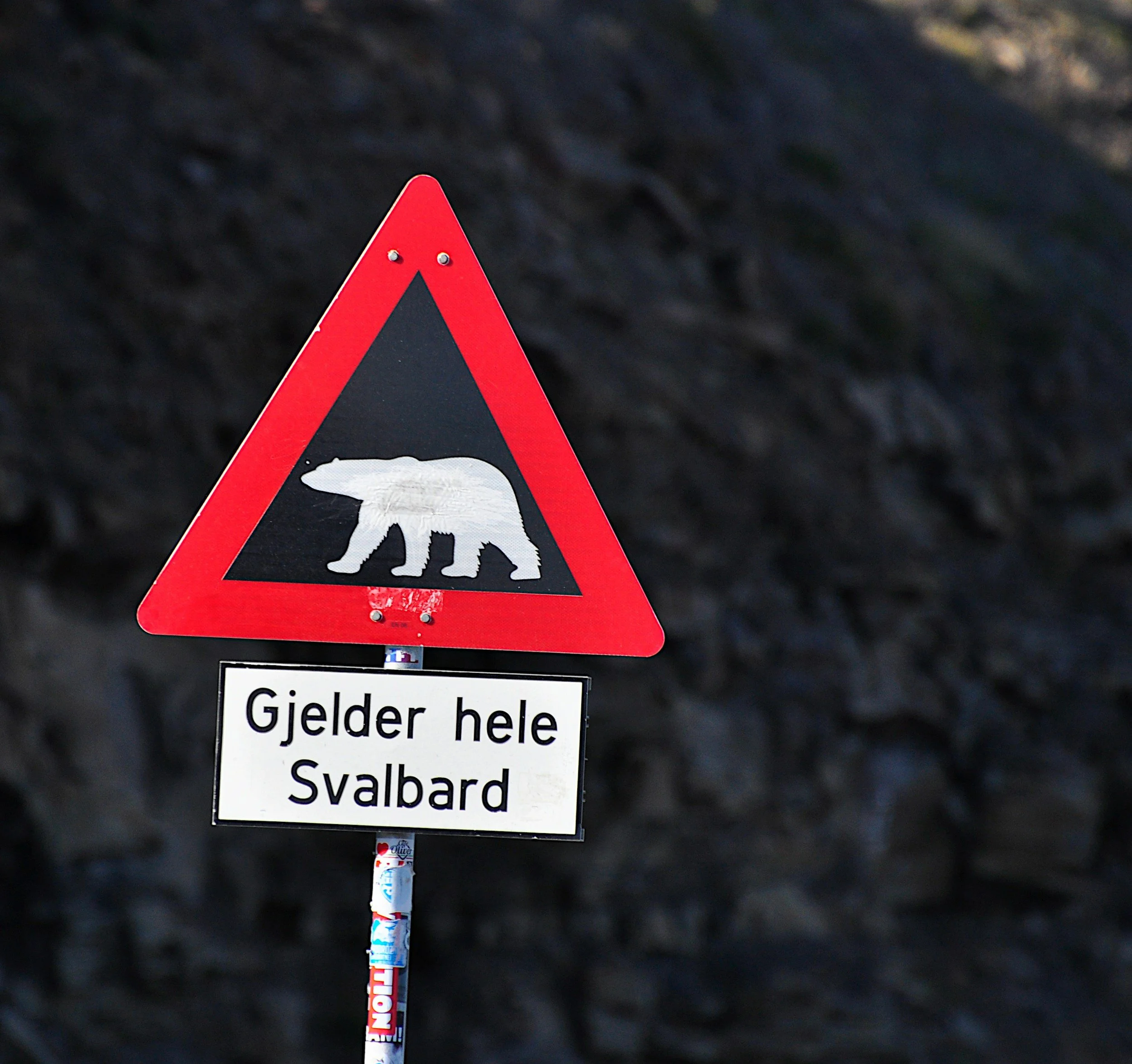 Polar bear warning sign in Svalbard with the text "Gjelder hele Svalbard", indicating that polar bear precautions apply across the entire archipelago.