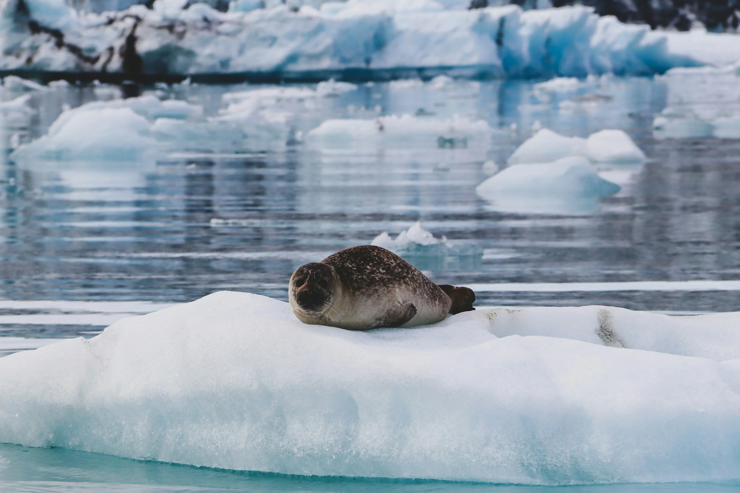 Seals of Antarctica: A complete Guide to the Species You’ll see