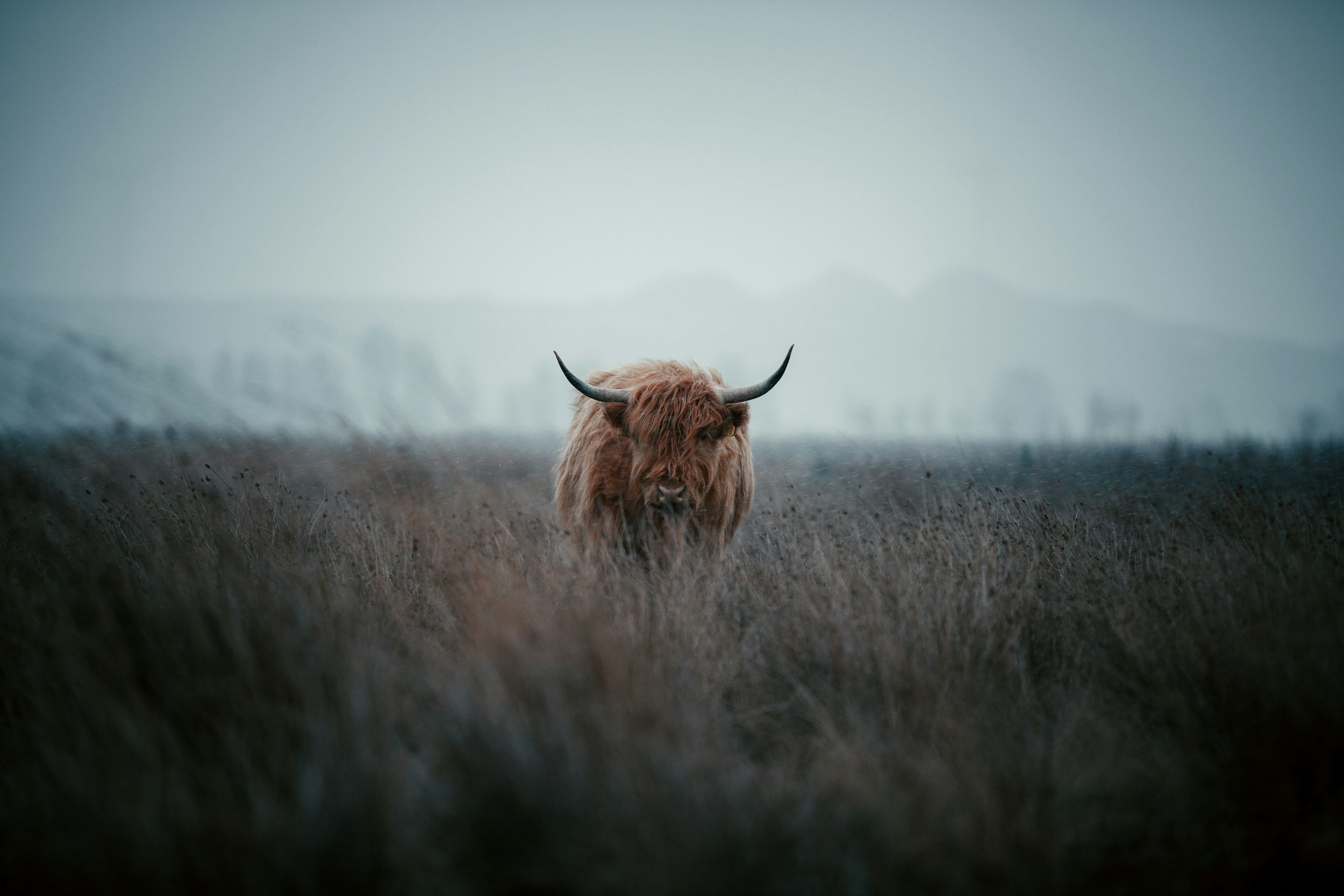 Highland cattle grazing on the property in the Scottish highlands.