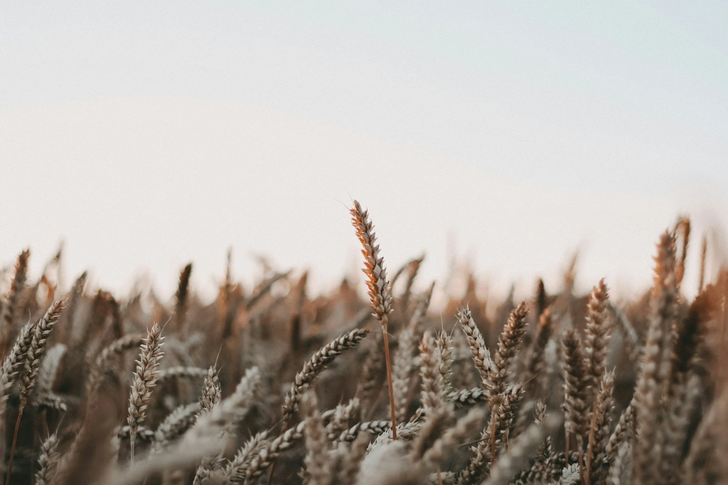 Why Certain Places Calm the Nervous System