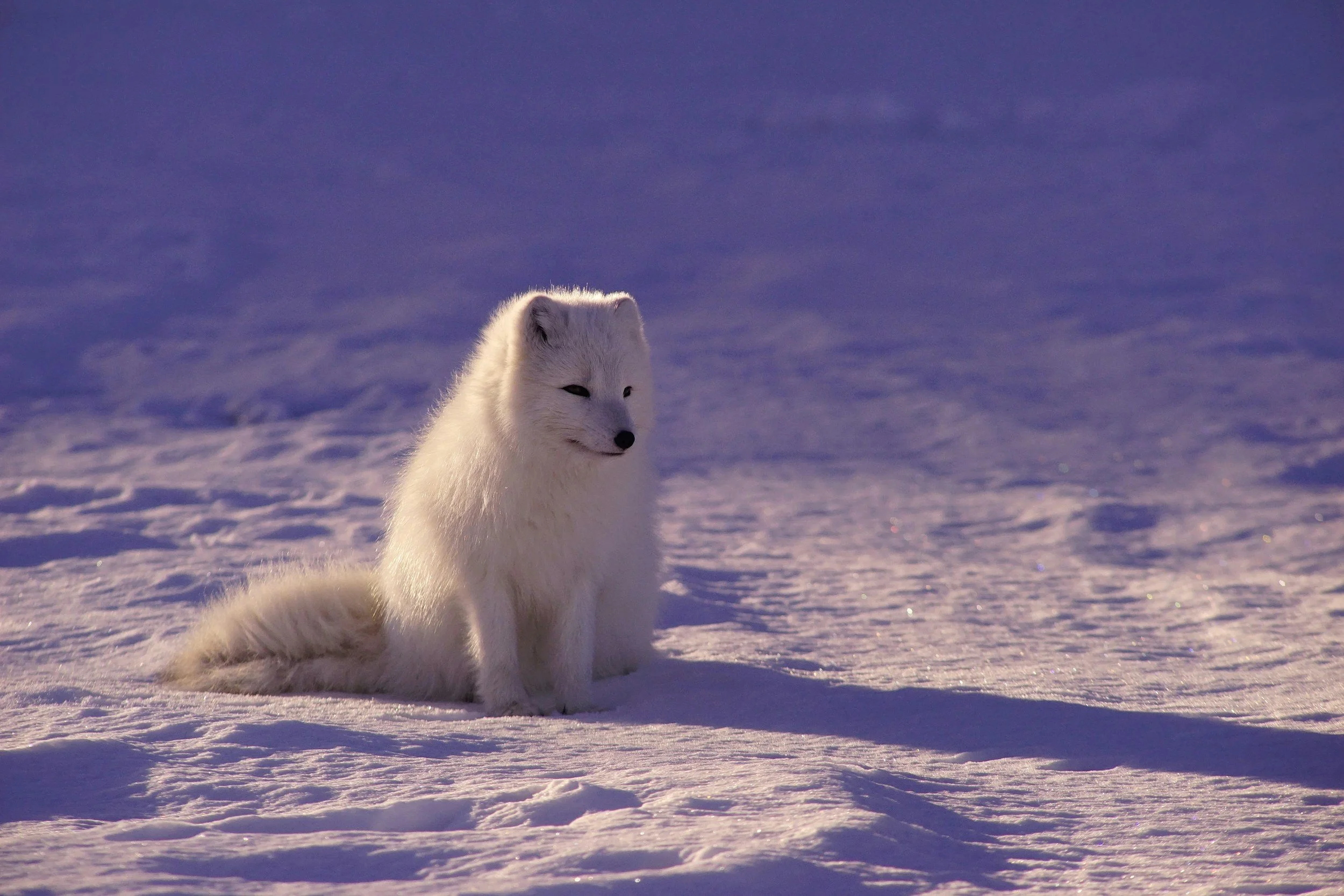 A beautiful arctic fox in its white winter fur sitting in the snow at sunset. The light is purple and the snow is sparkling.
