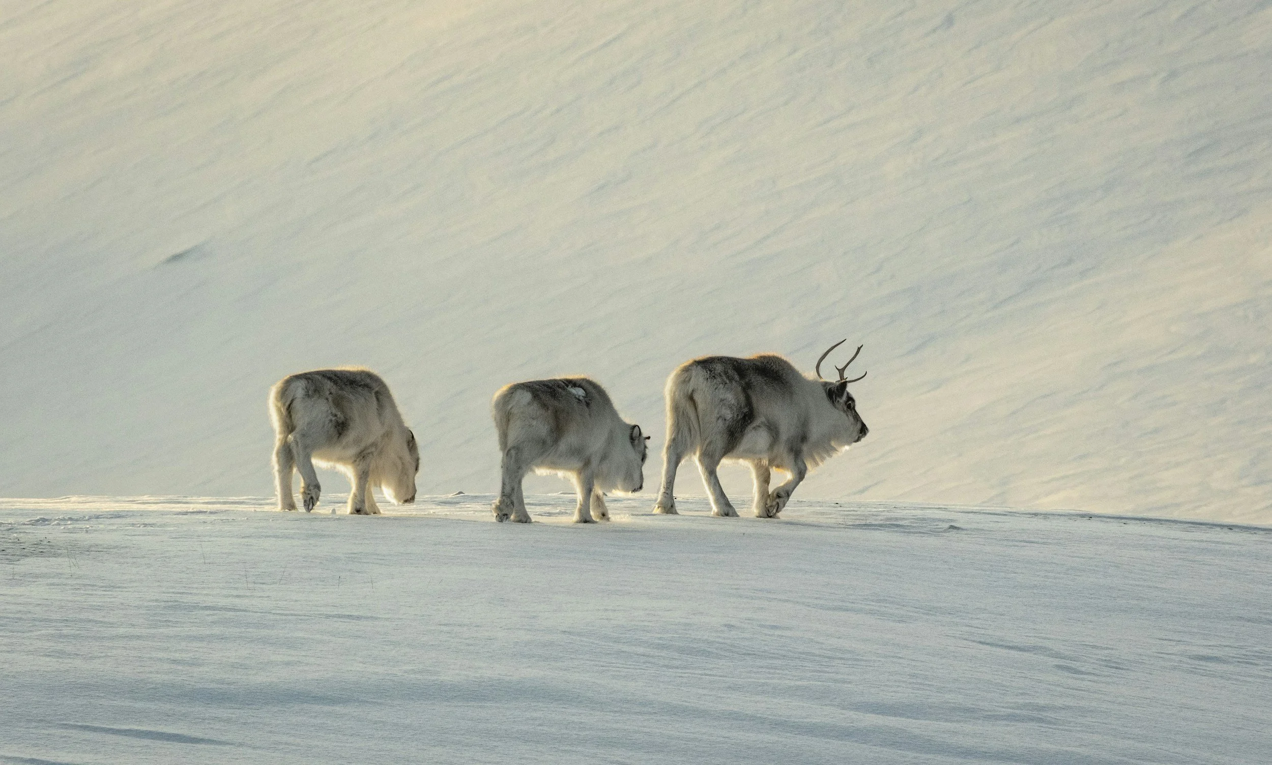 three svalbard reindeers (mom and her two babies) walking in the snow.