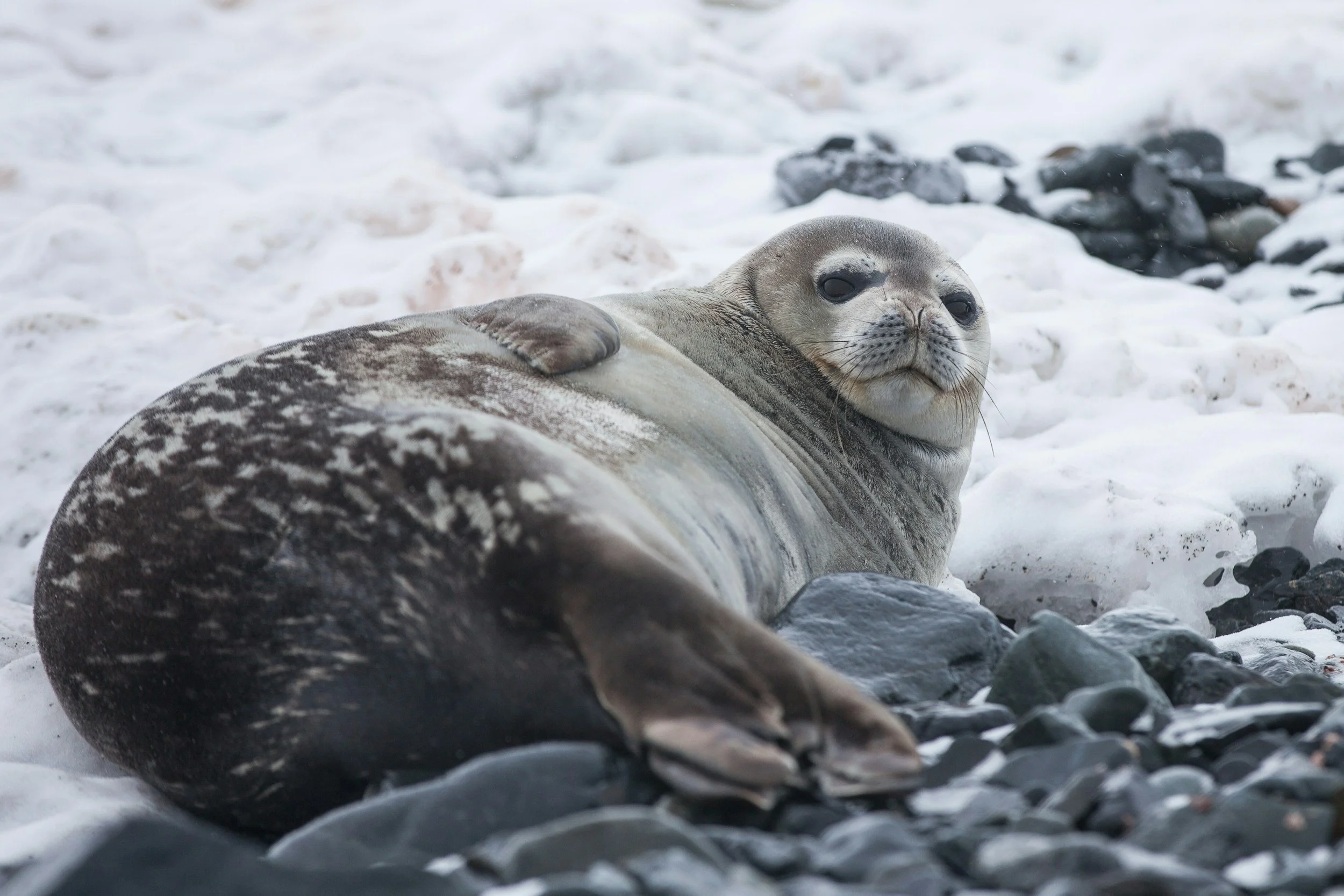 A ringed seal laying in the snow looking directly at the photographer.
