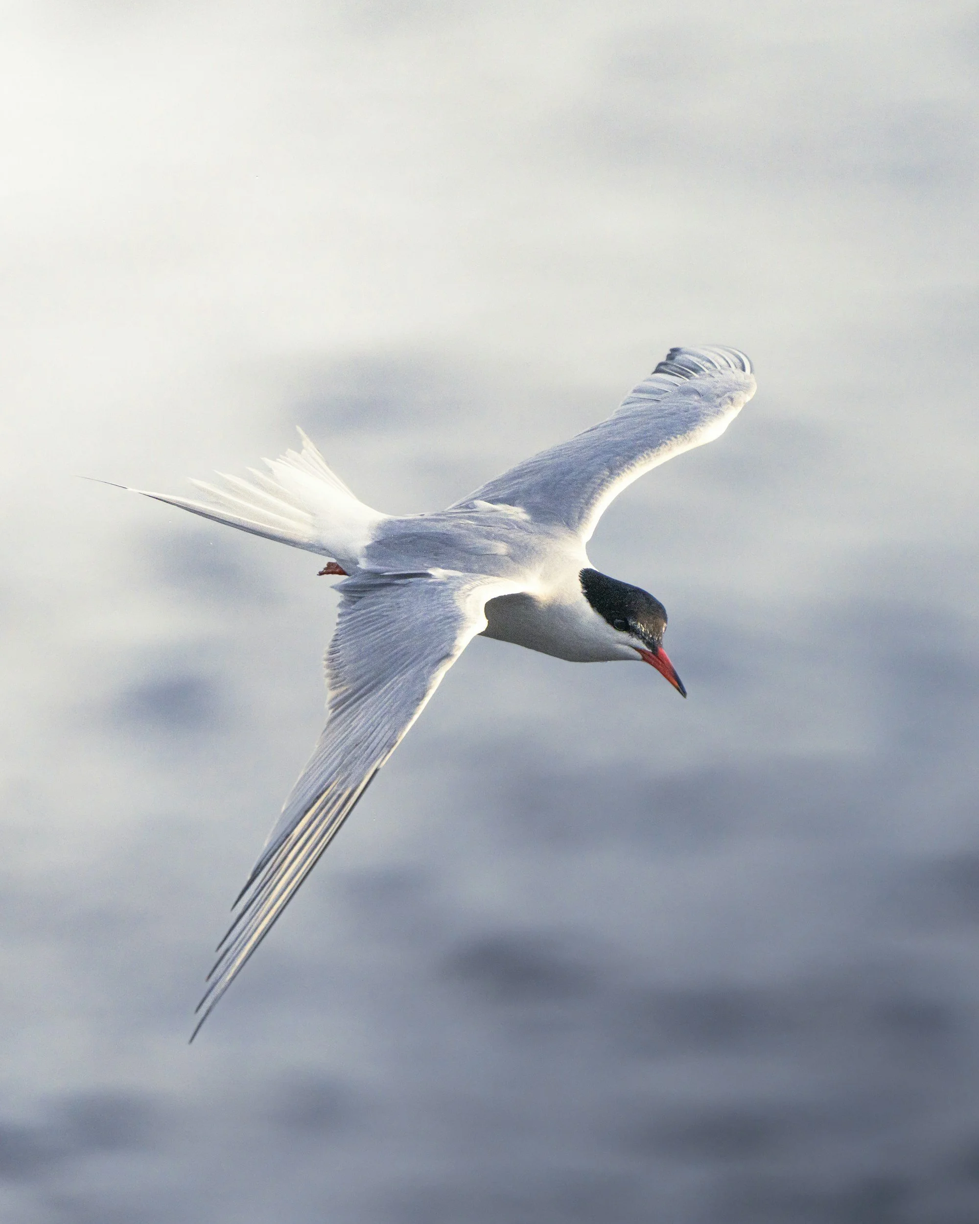 An arctic tern flying in the sky searching for something to eat.