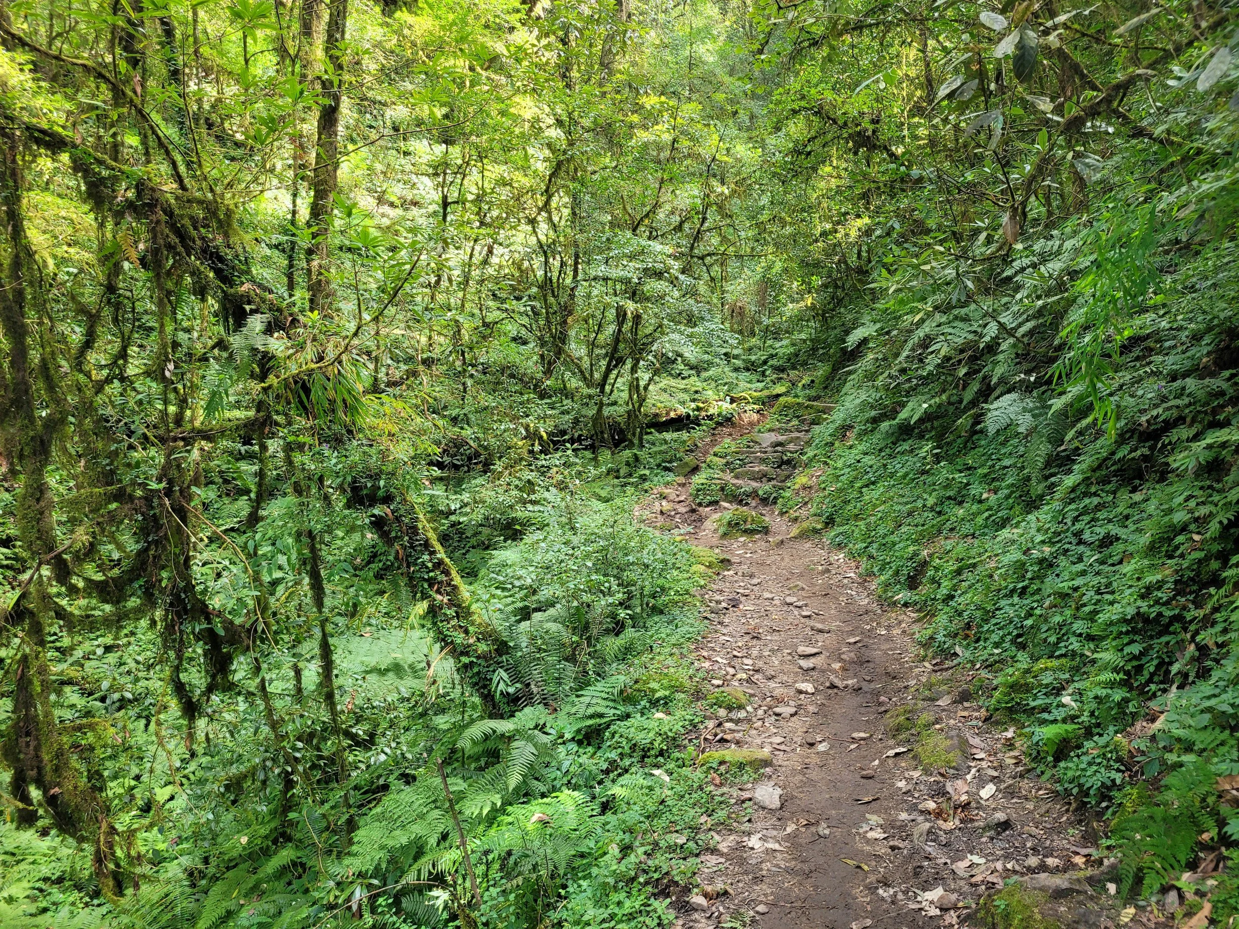 woodland walking trail in Devon, South West England