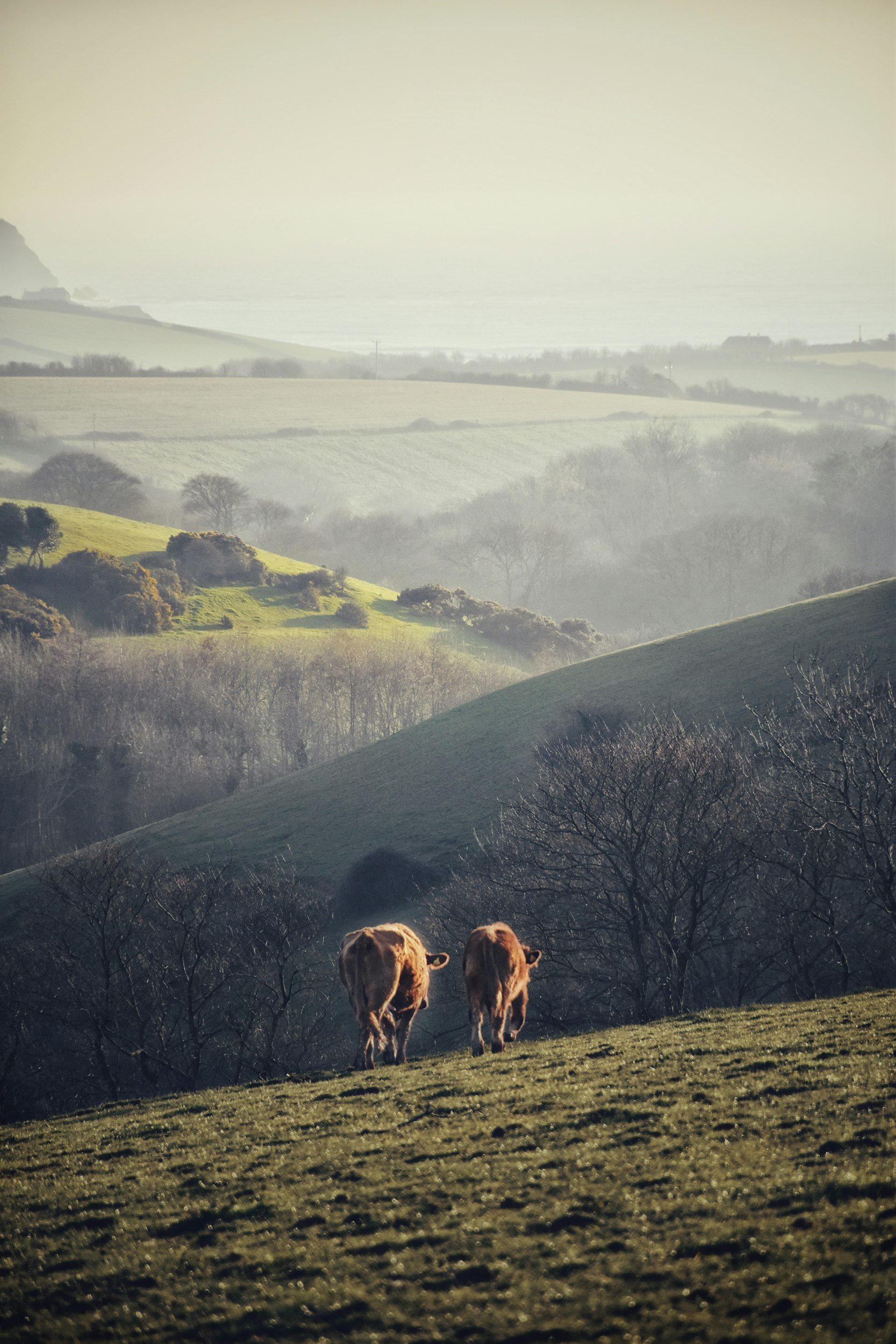 Cattle grazing in the countryside.