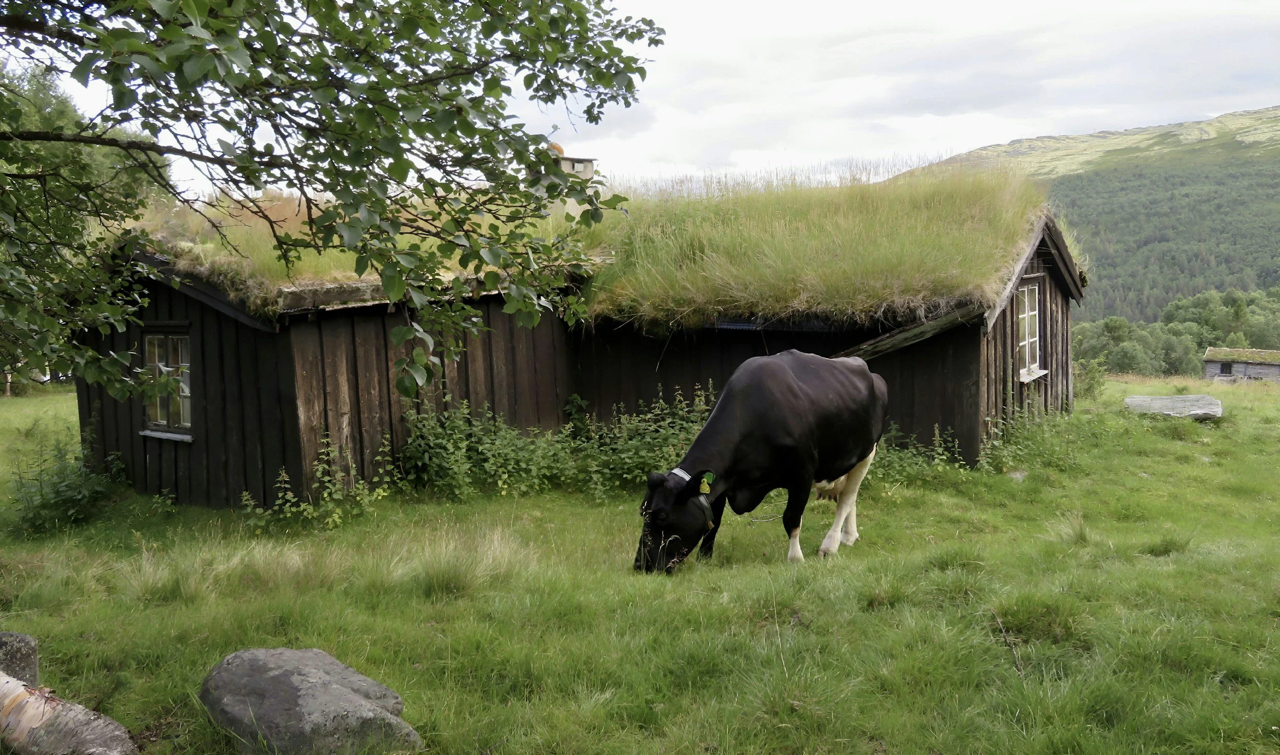 Norwegian summer landscape with a grazing cow green meadow mountains and a traditional turf roof cabin highlighting rural Norway scenery and travel