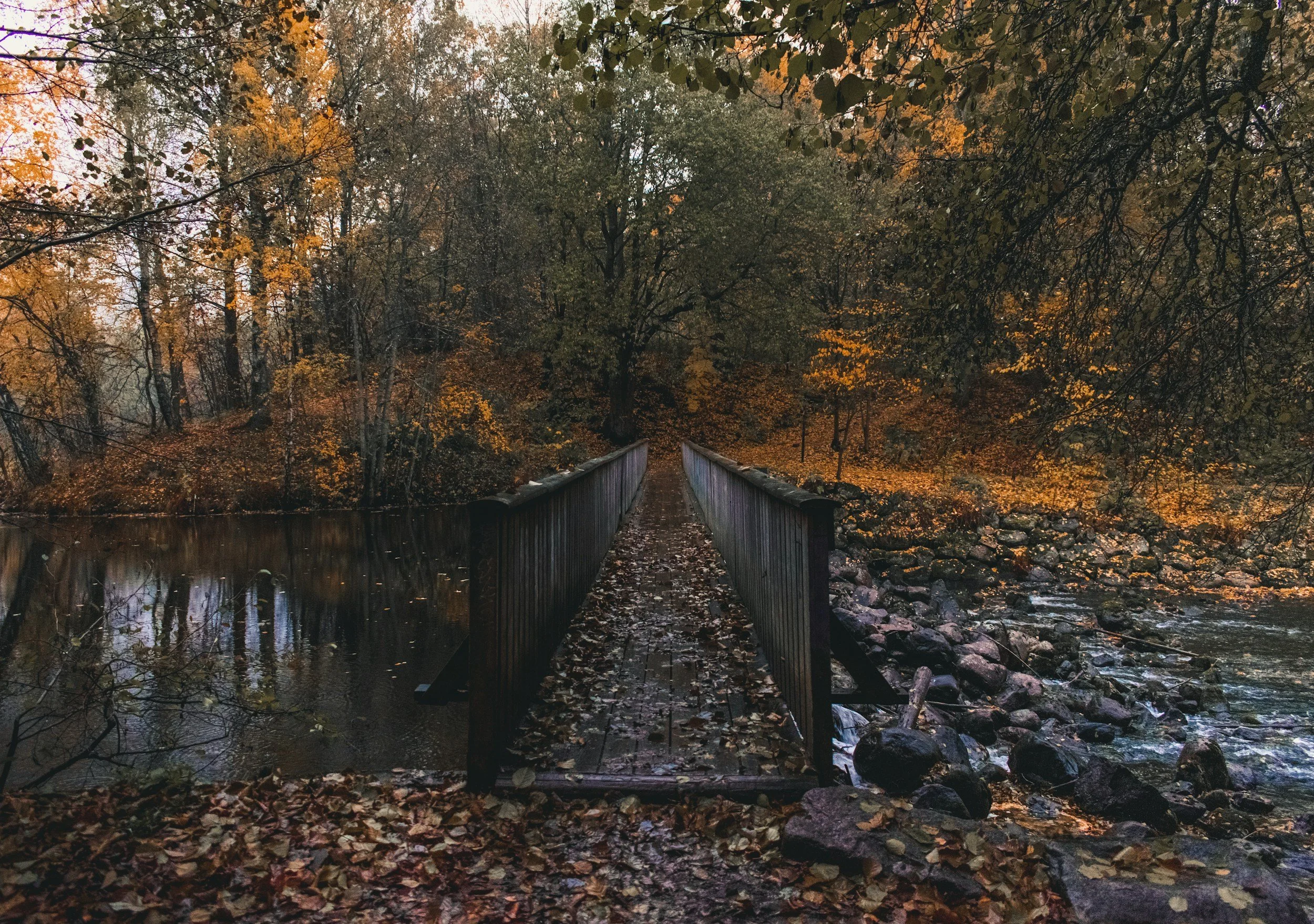 Dramatic Norwegian autumn scenery with intense golden orange and brown forest colours and a wooden bridge highlighting how vibrant fall colours are in Norway