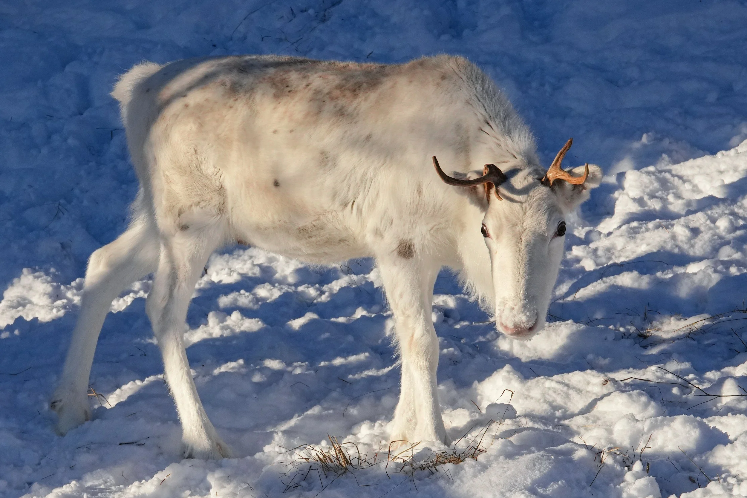 Reindeer standing in the snow in Kirkenes, Northern Norway, illustrating Arctic wildlife and winter landscapes near the Russian border.