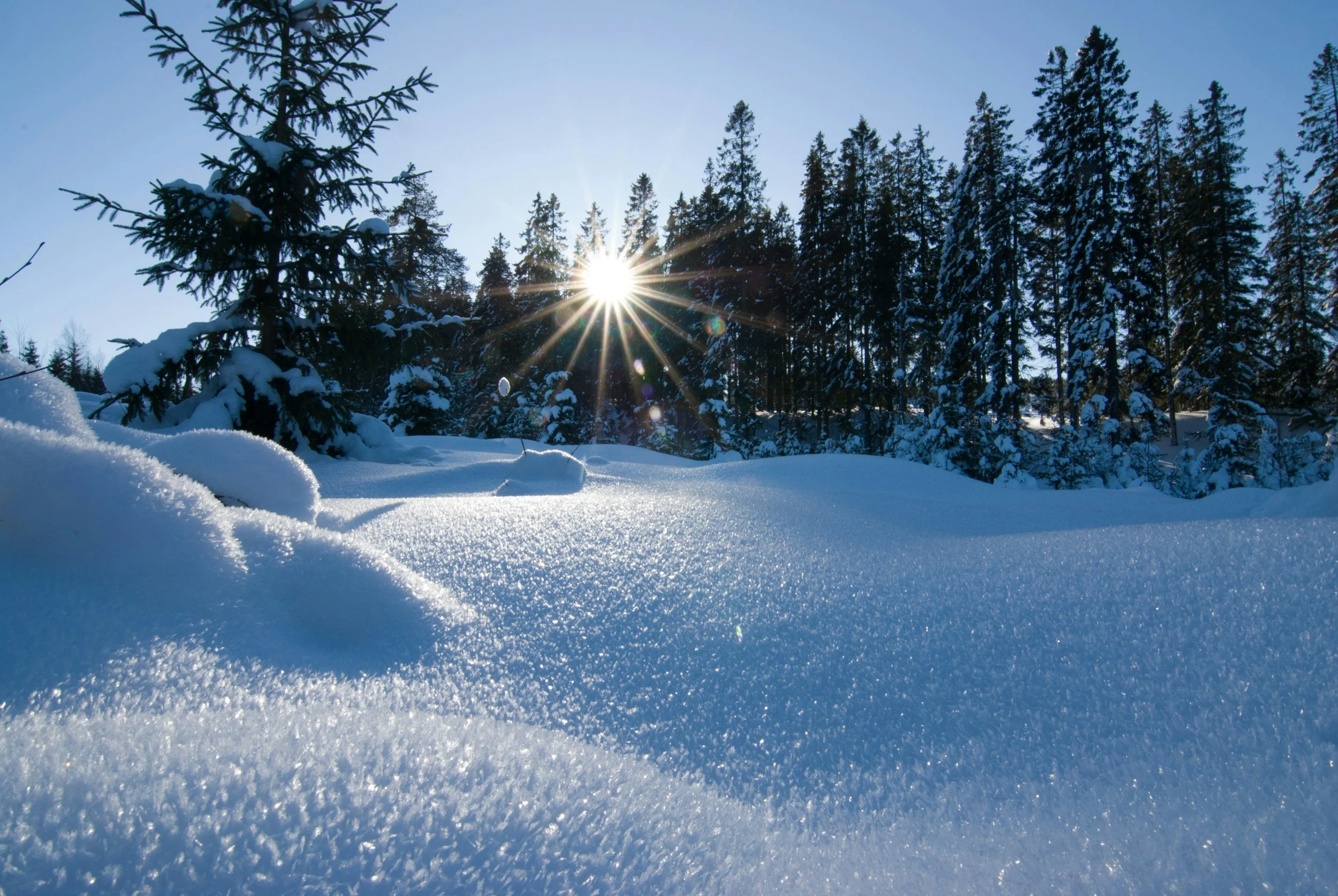 A close of picture of white crisp snow, with snow covered tree tops in the background, the sun is shining through the trees and the skies are bright and blue. Taken at Østmarka in Oslo, Norway.