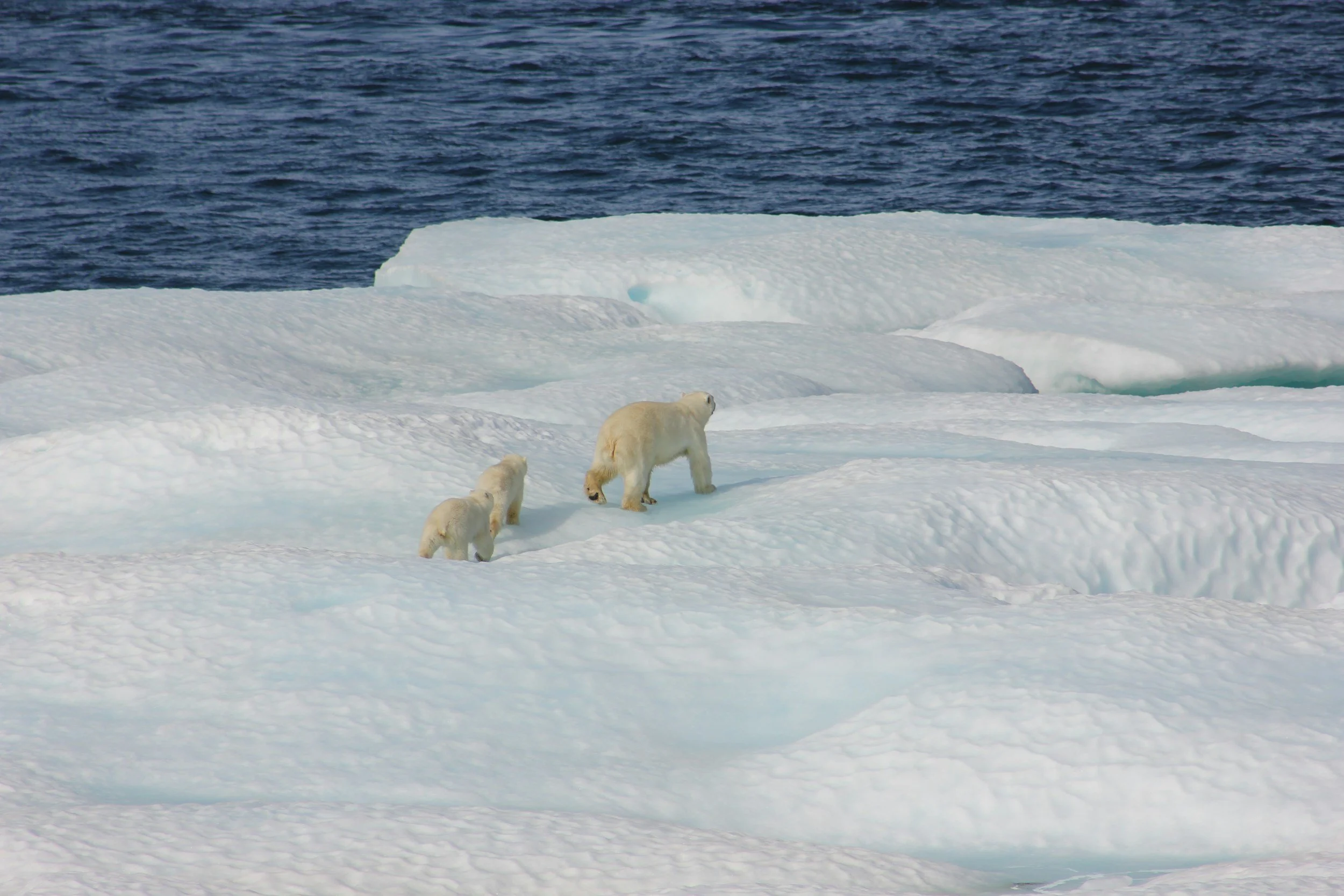 Polar bear mother walking across Arctic sea ice with two cubs trailing behind in a snowy landscape.