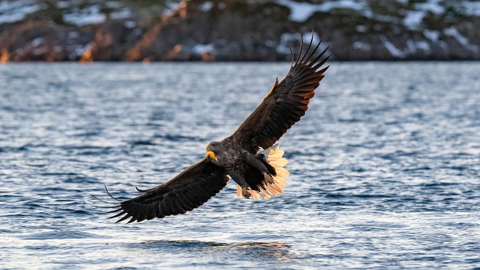 Wildlife in Norway: Where and When to See Norway's Most Iconic Animals
