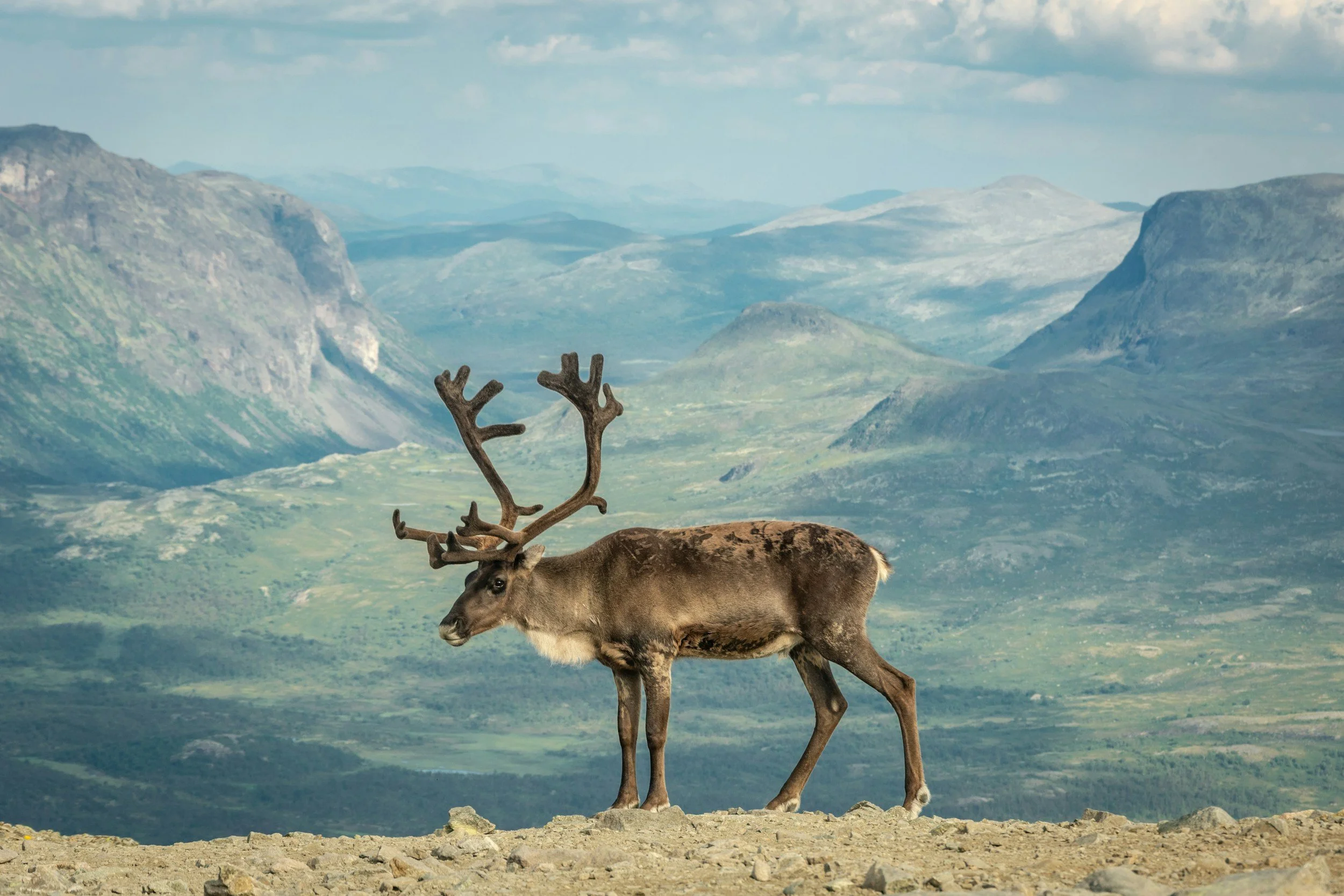 A wild reindeer in Jotunheimen, Norway, standing at the top of a mountain with a stunning backdrop.