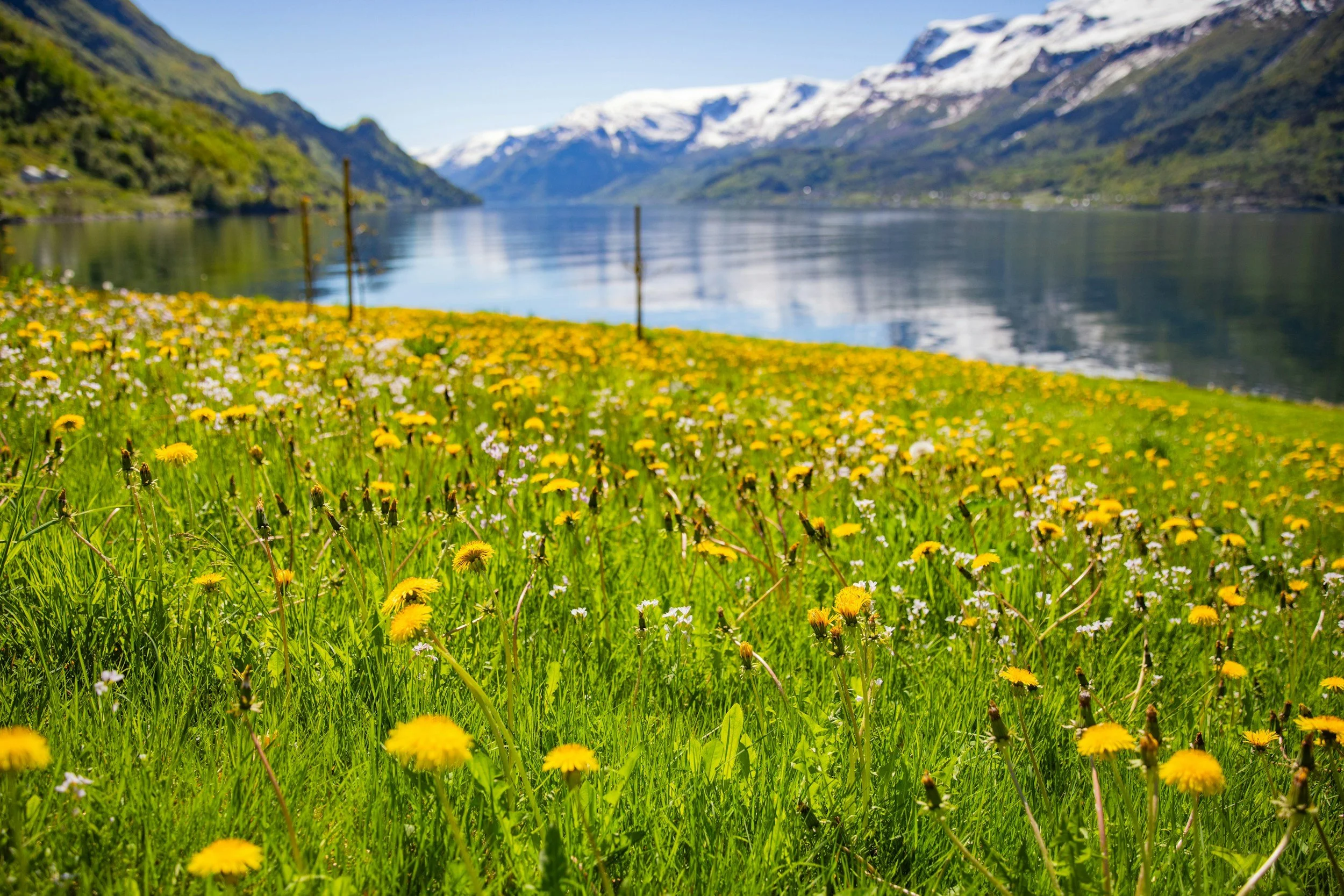 Yellow daffodils and green grass, with snow covered fjord mountains in the background, showing what spring can look like in Norway.