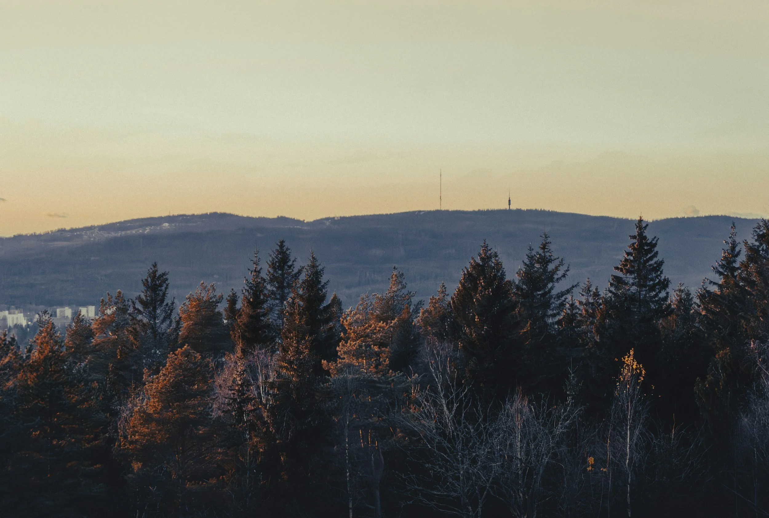 A picture of snowy treetops with a mountain in the background at Tryvann, Oslo.