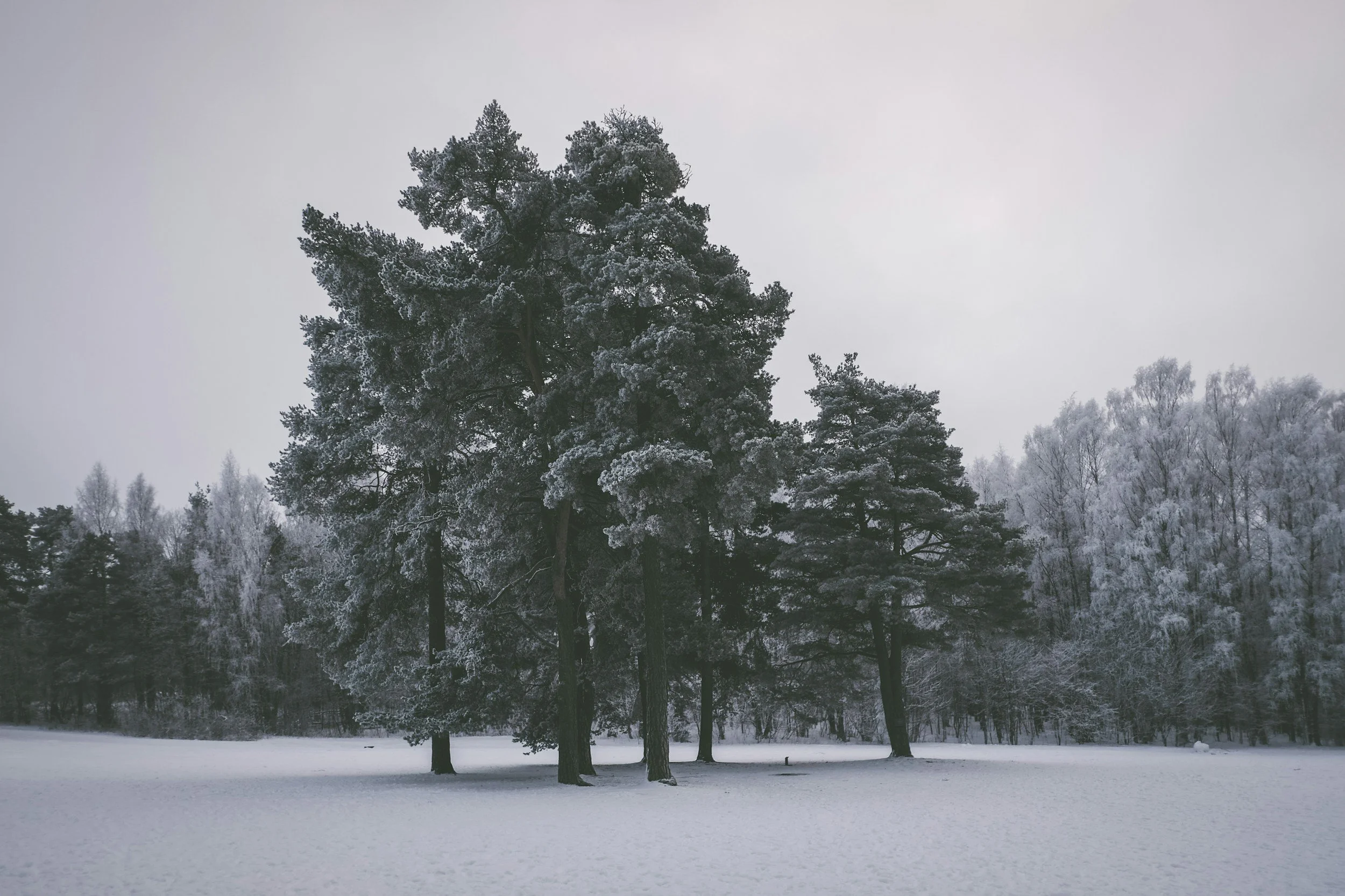 A picture of snow covered trees and snowy grounds at Ekebergparken in Oslo.