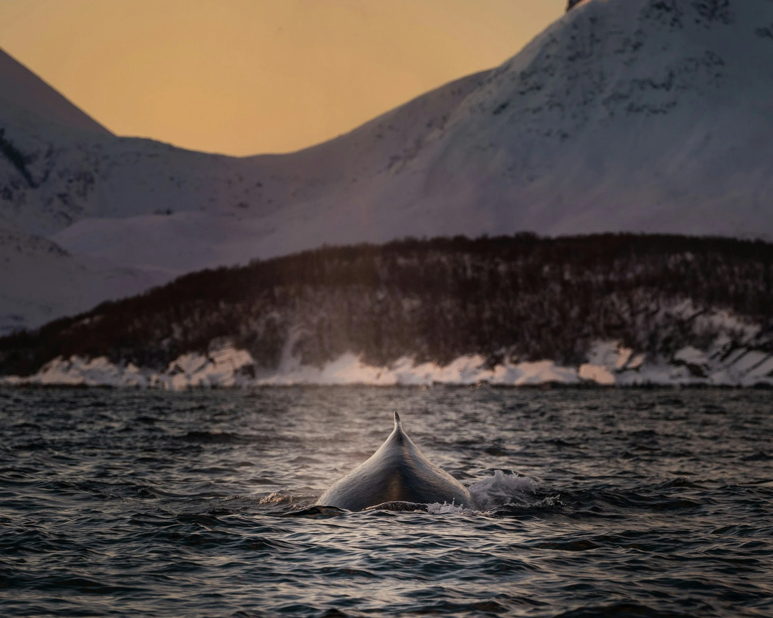 The dorsal fin of a whale in the water with snowy mountains in the background in Senja, Norway.