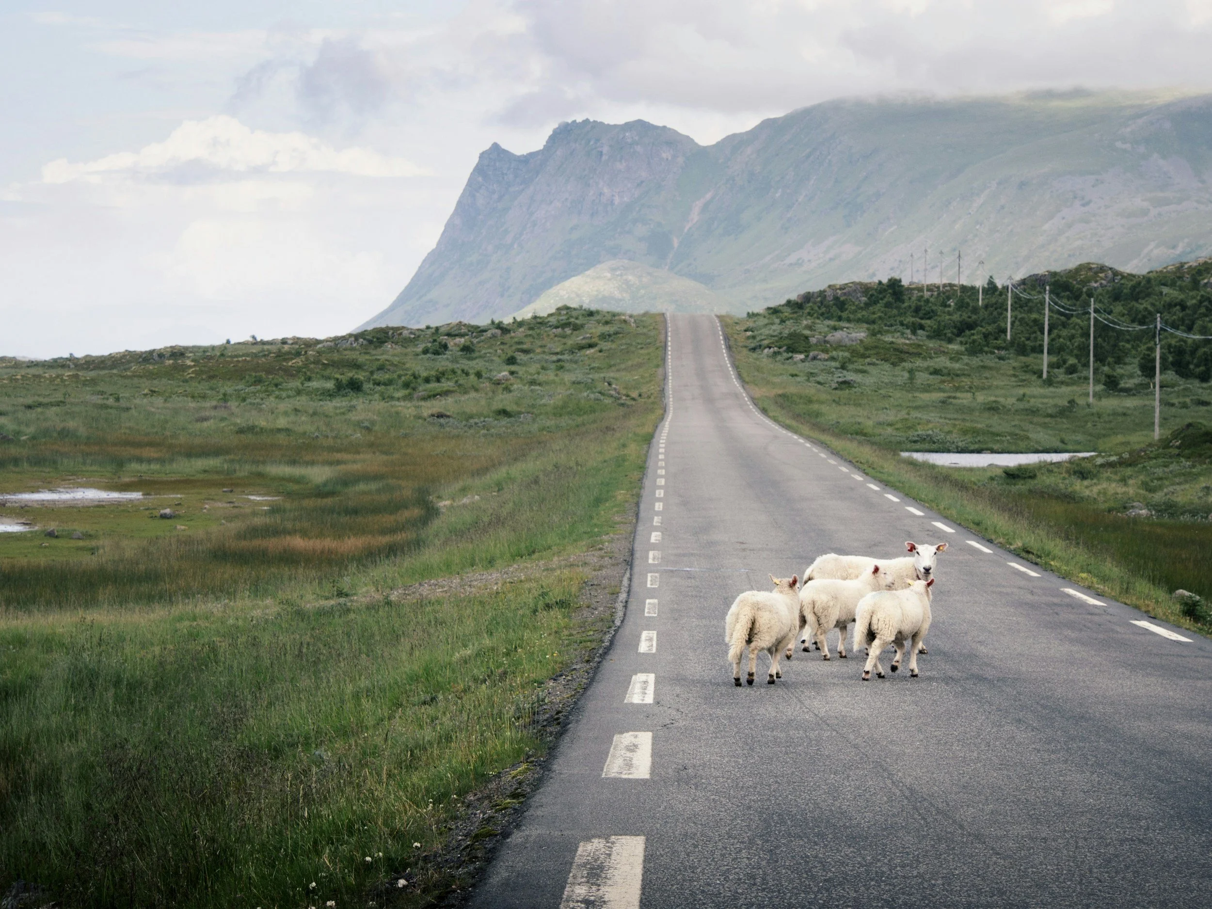 A picture of a sheep mother and her tree babies crossing the road in Northern Norway.