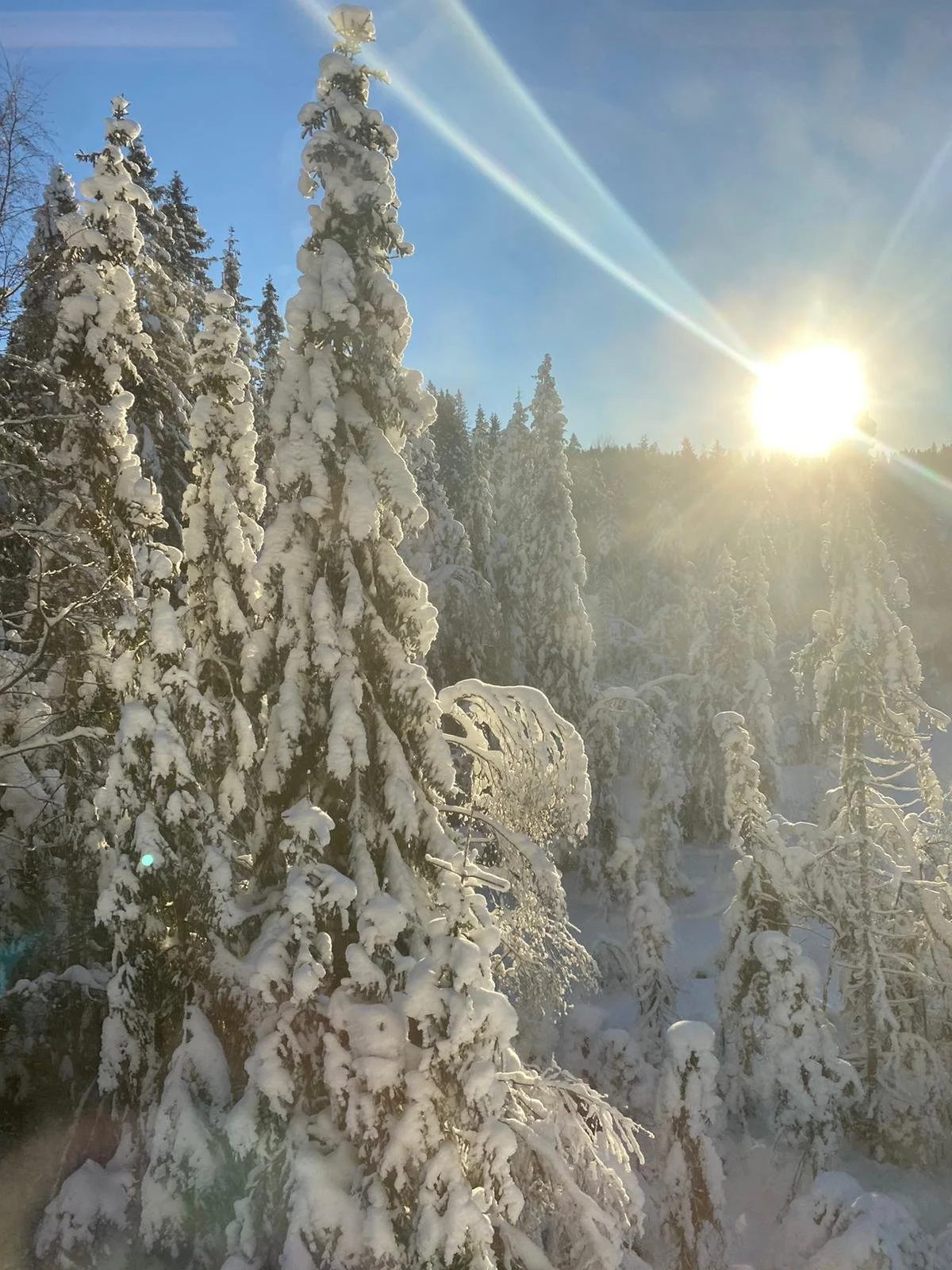 A picture of snow covered tree tops and a bright sun is shining and bright blue skies in Nordmarka in Oslo in winter.