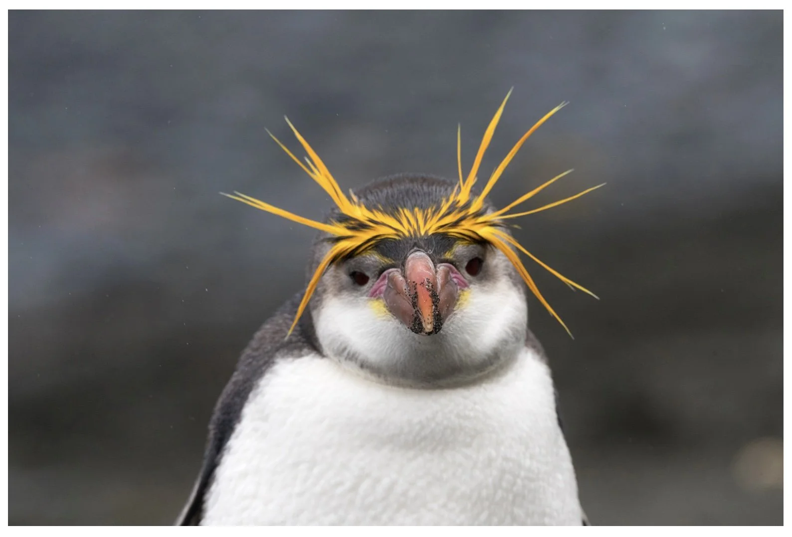 Macaroni penguin with yellow crest feathers.