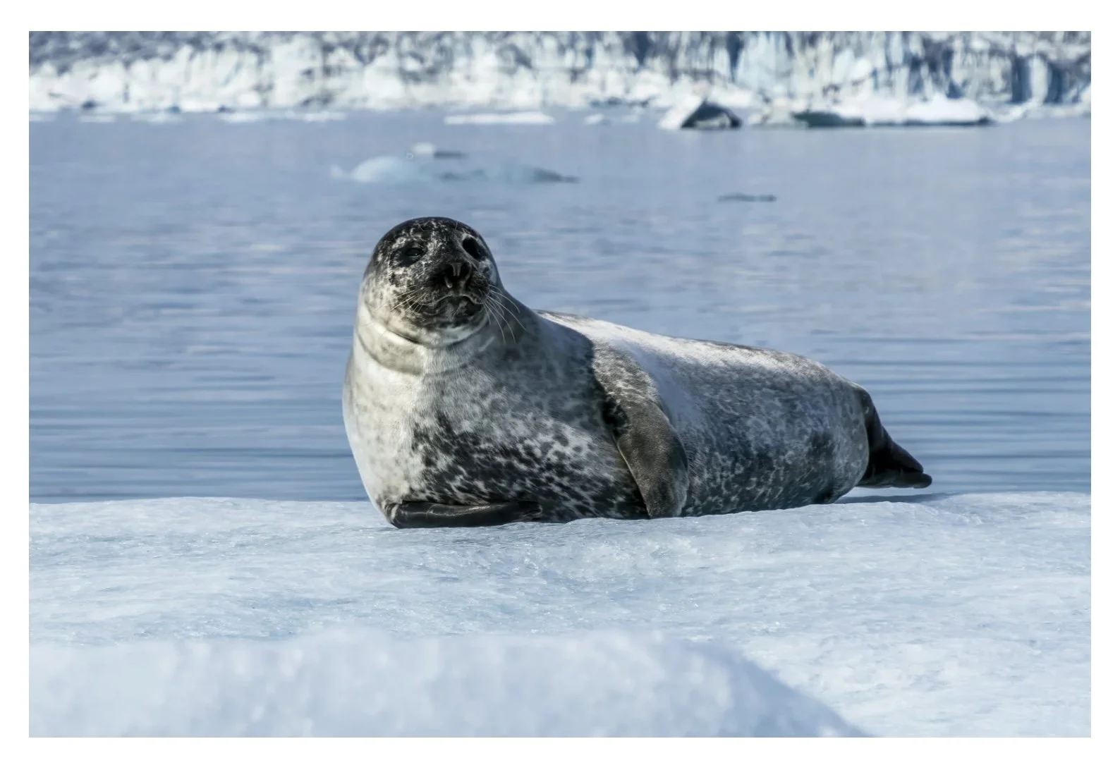 A Weddell seal resting on the Antarctic ice