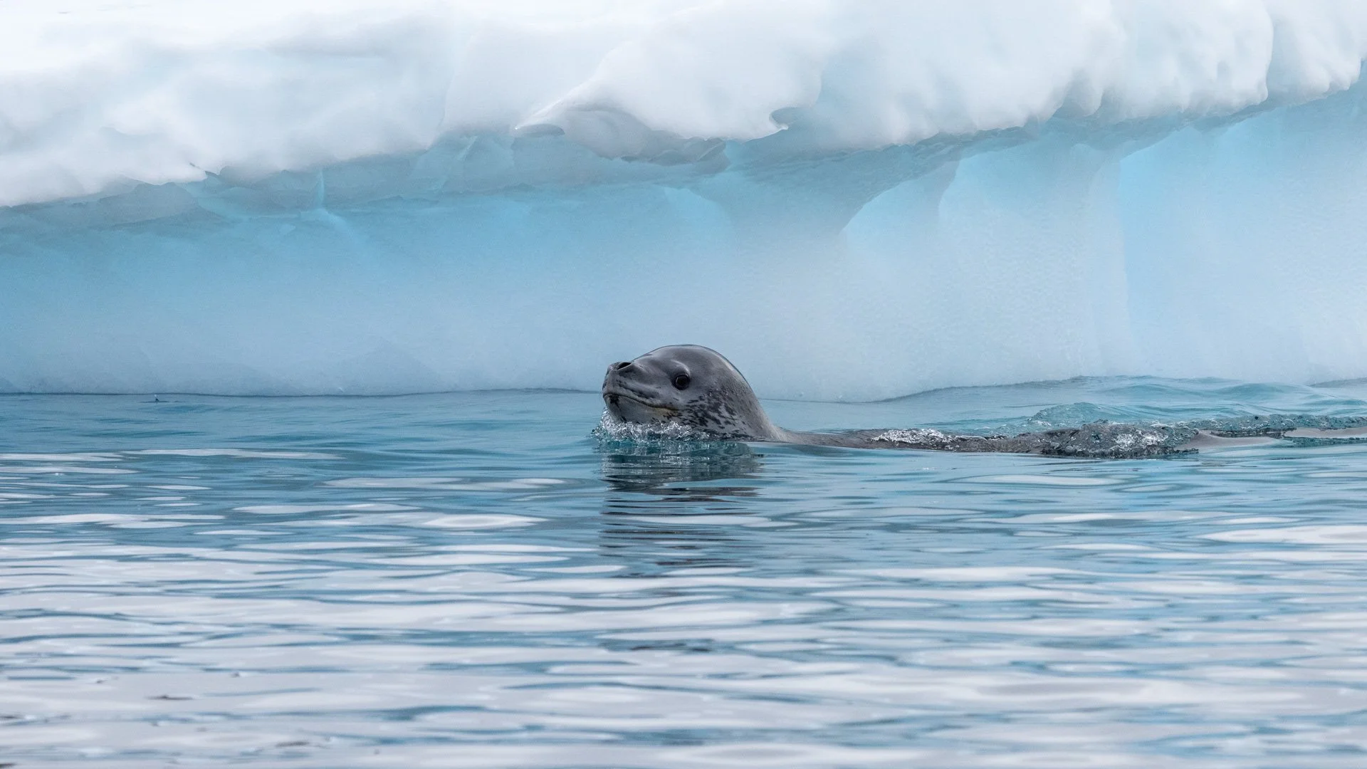 A leopard seal is patrolling the water for penguins.