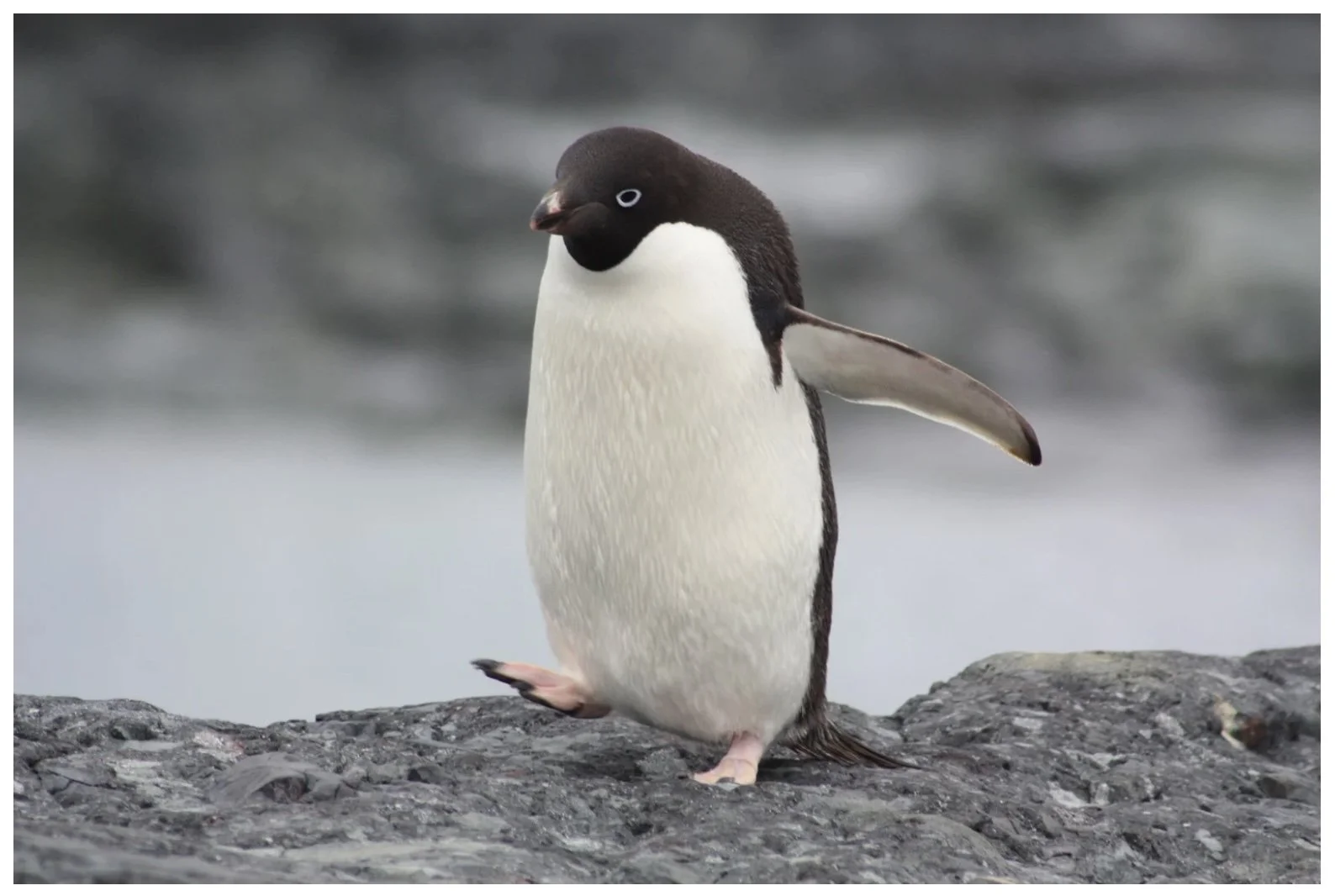 Adelie penguin walking on rock in Antarctica