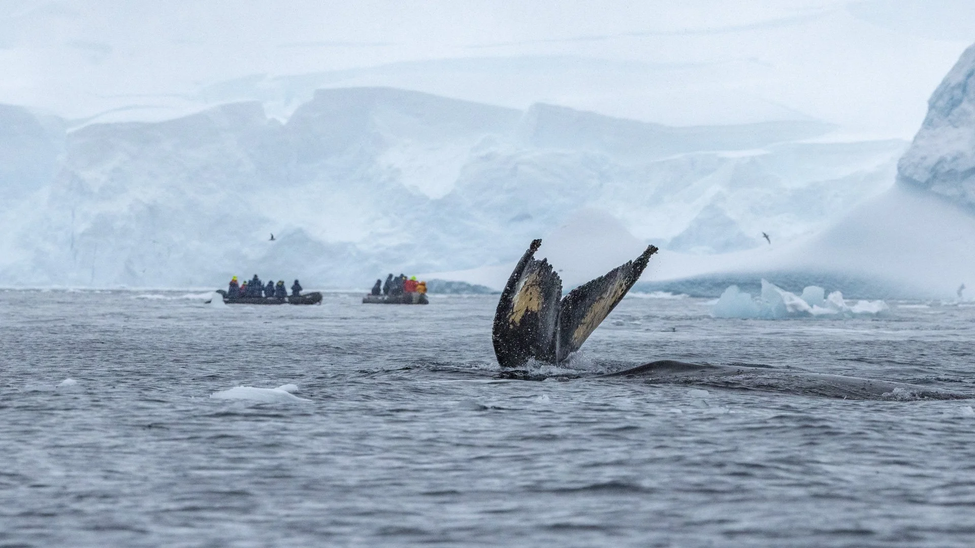 Whales of Antarctica: A Complete Guide to the Species You’ll See