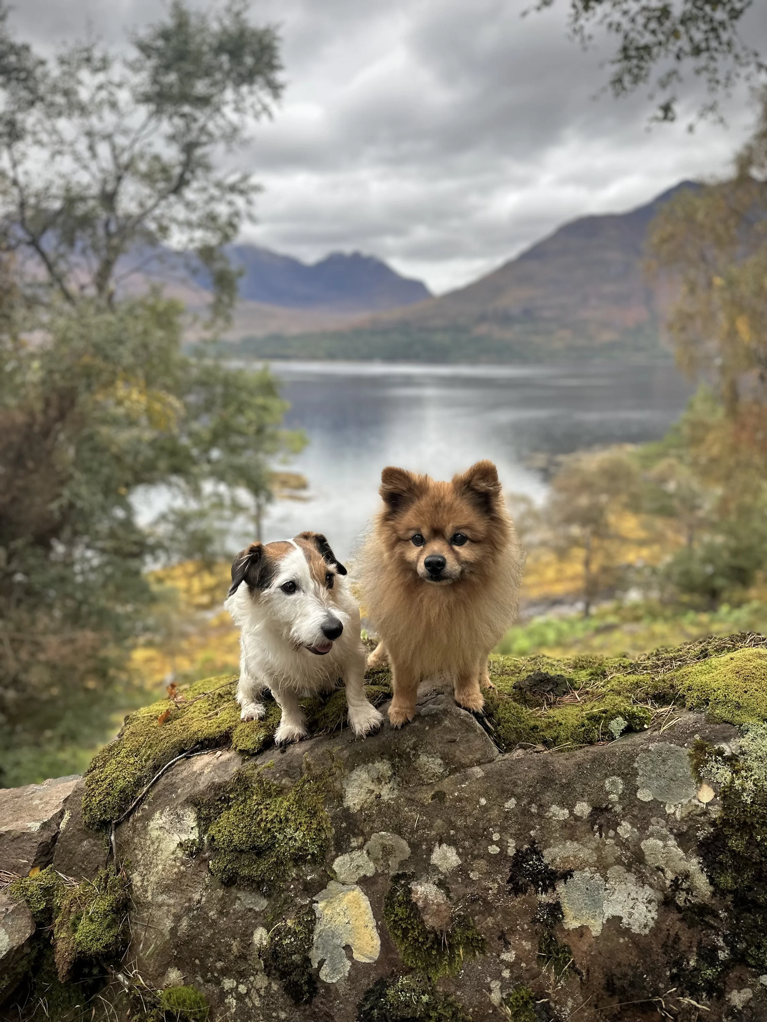 Dogs sitting by a loch with mountains in the background in the Scottish Highlands