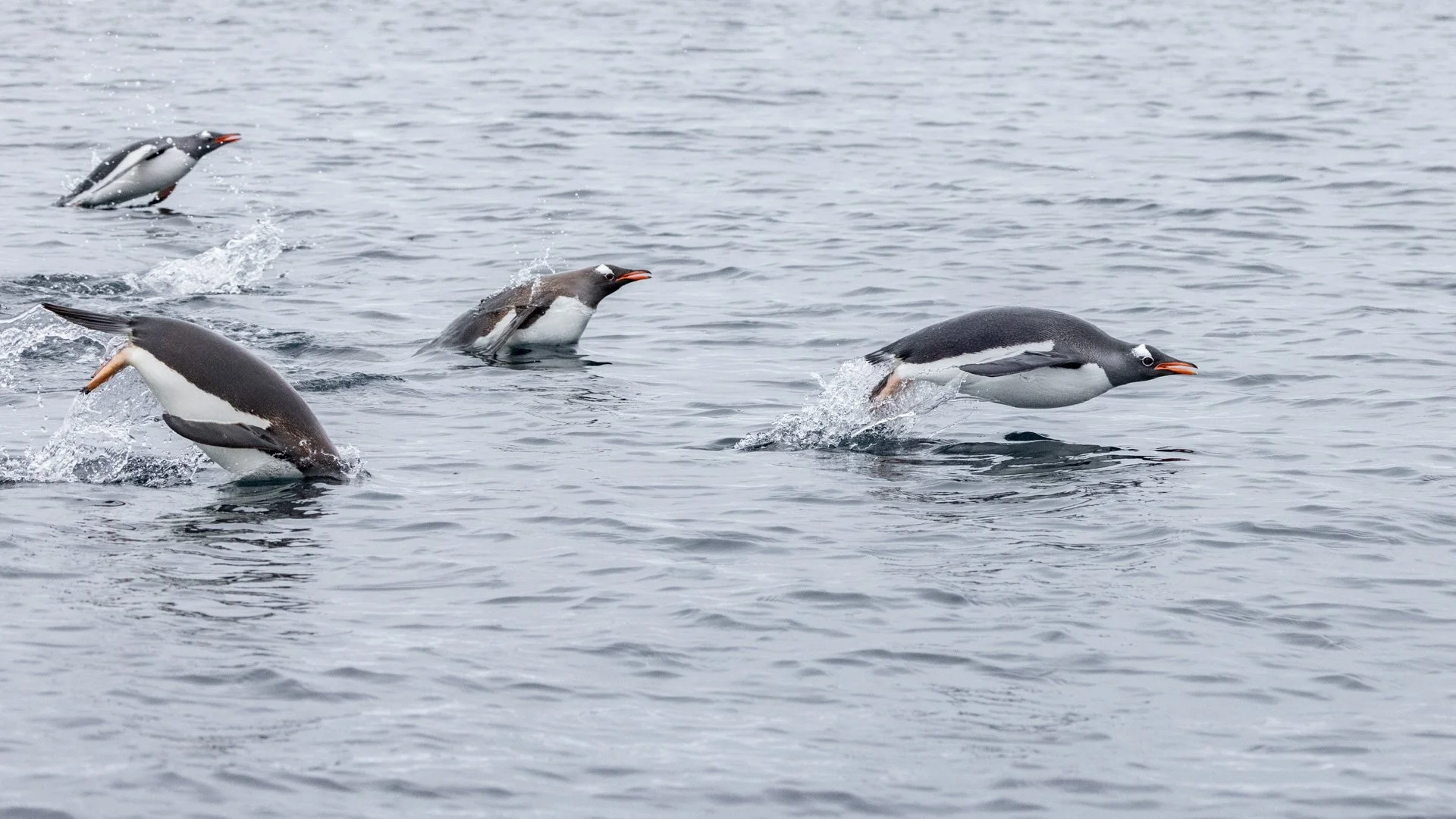 Four Gentoo penguins hunting in the Antarctic water.