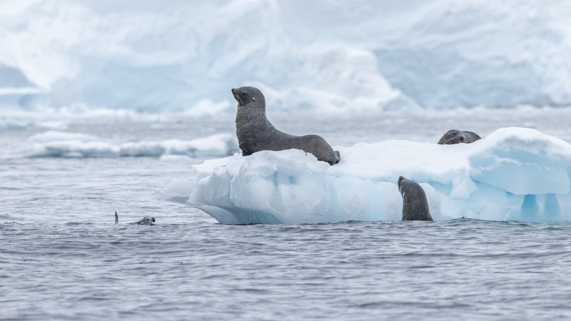 A group of Antarctic Fur seals.