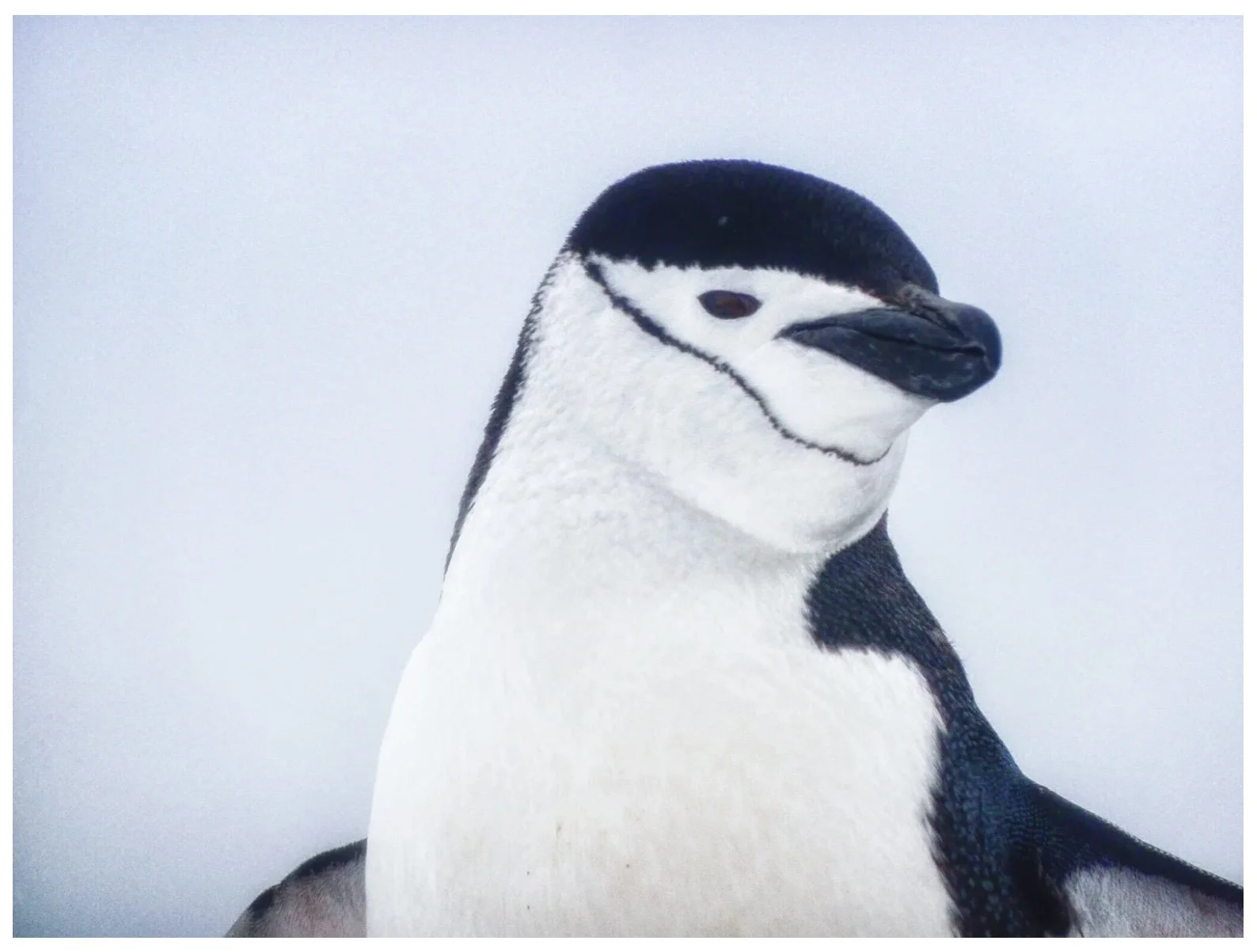 Chinstrap penguin with black chin band on snowy rocks