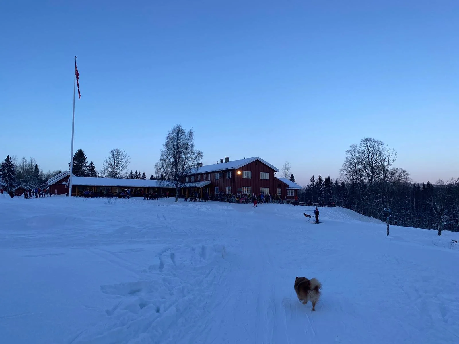 A picture of a dog walking in the ski tracks towards Ullevålseter cafe in Oslo at dusk.