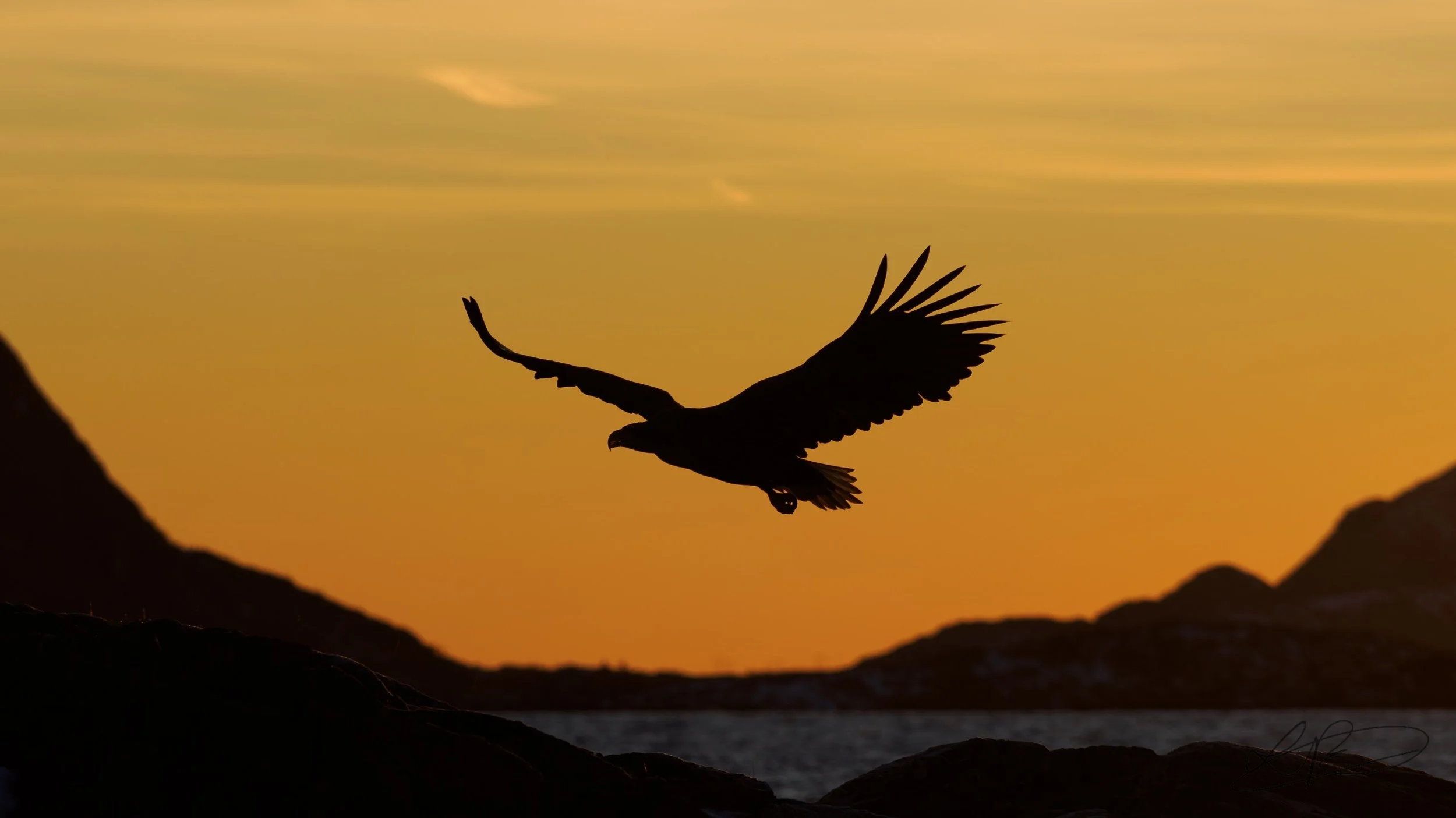 An eagle flying in the orange sunset in Norway.