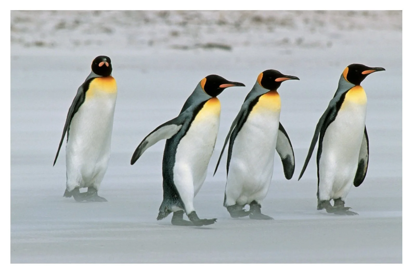 King penguins walking on the shore in South Georgia.
