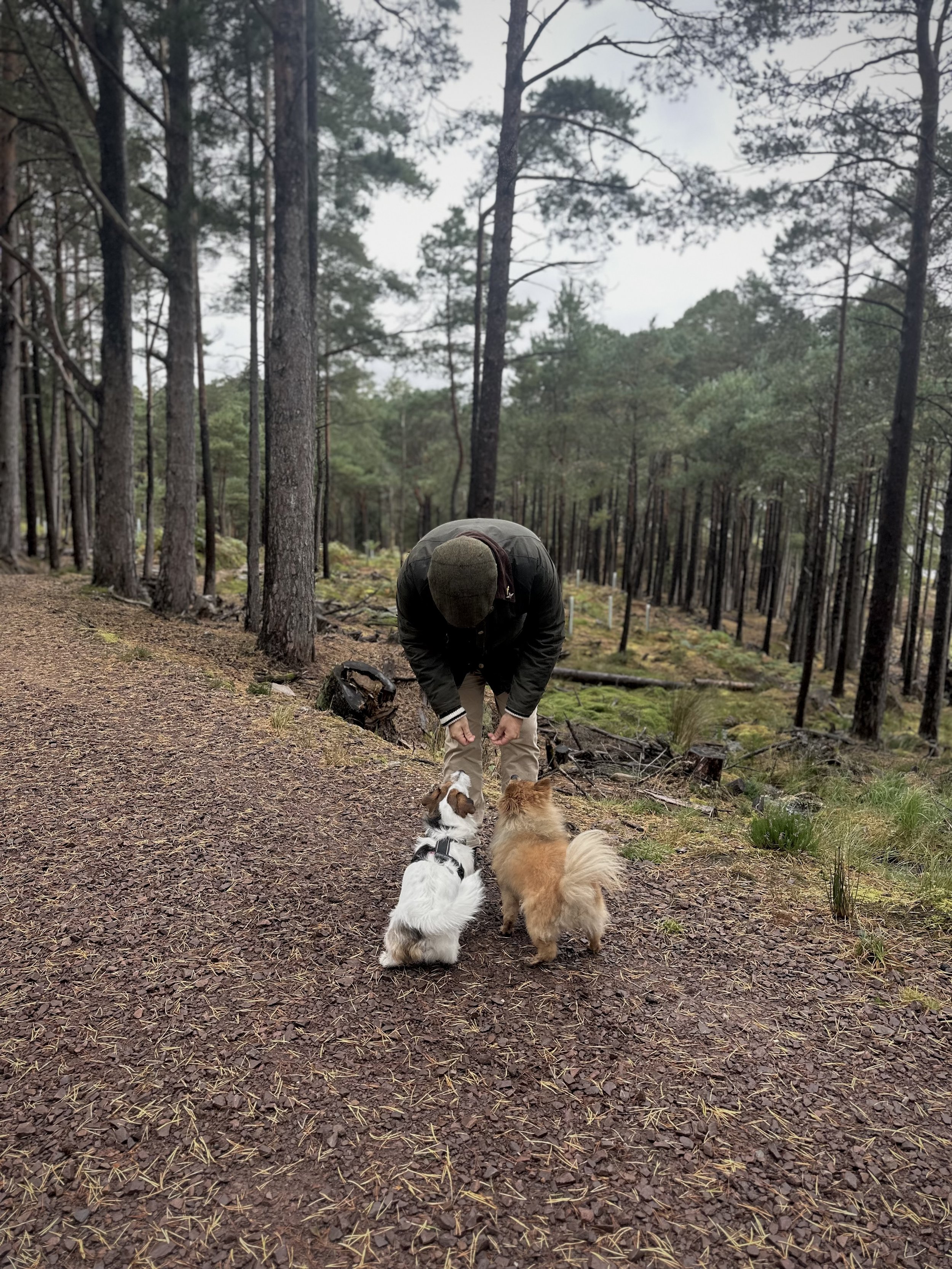 Woodland walk through pine forest with dogs in the Scottish Highlands